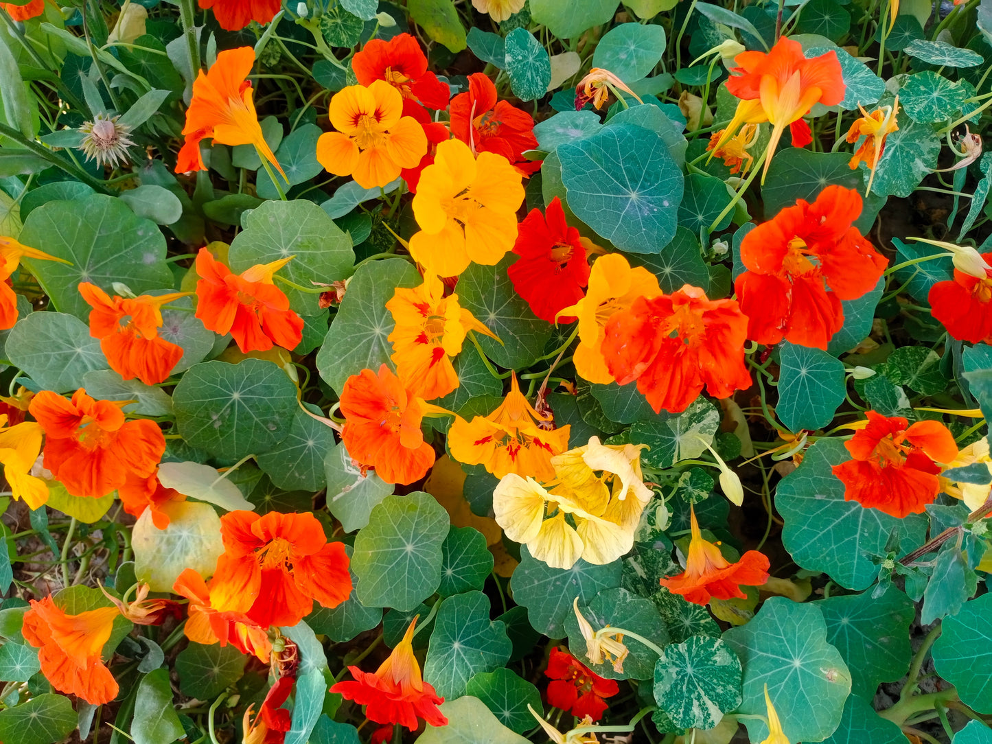 50 Mixed Colors DWARF JEWEL NASTURTIUM Tropaeolum Minus Flower Seeds