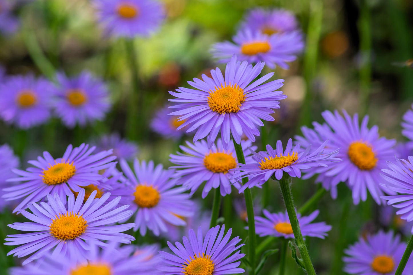 50 Blue EAST INDIES ASTER Tongolensis Flower Seeds