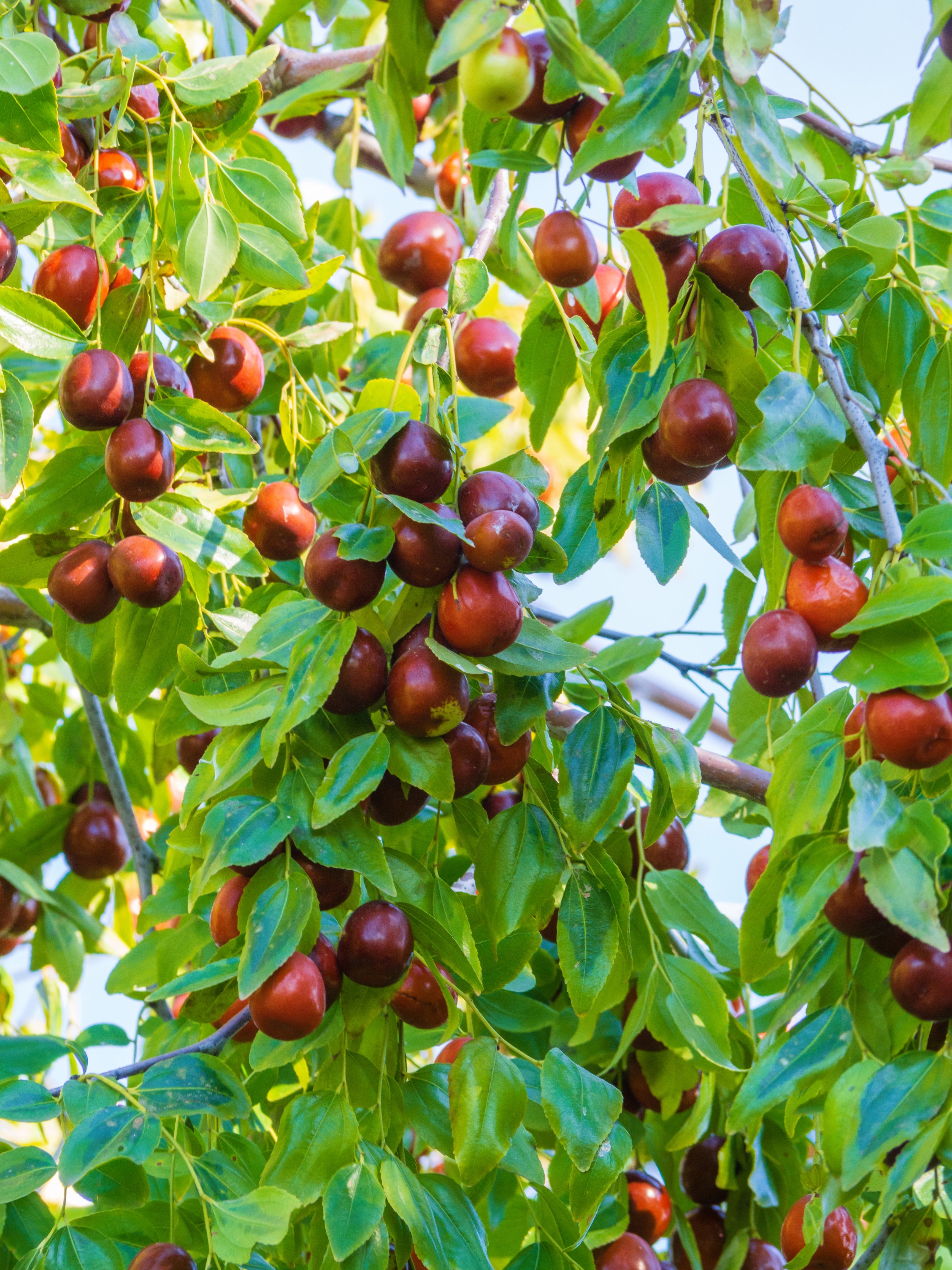 20 ASIAN DATE Jujube Ziziphus Spinosa Common Chinese Tsao Red