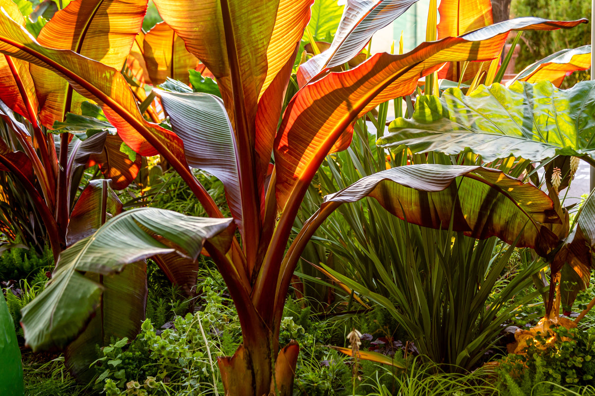 5 RED ABYSSINIAN BANANA Musa Ensete Ventricosum Flowering Fruit Tree S ...
