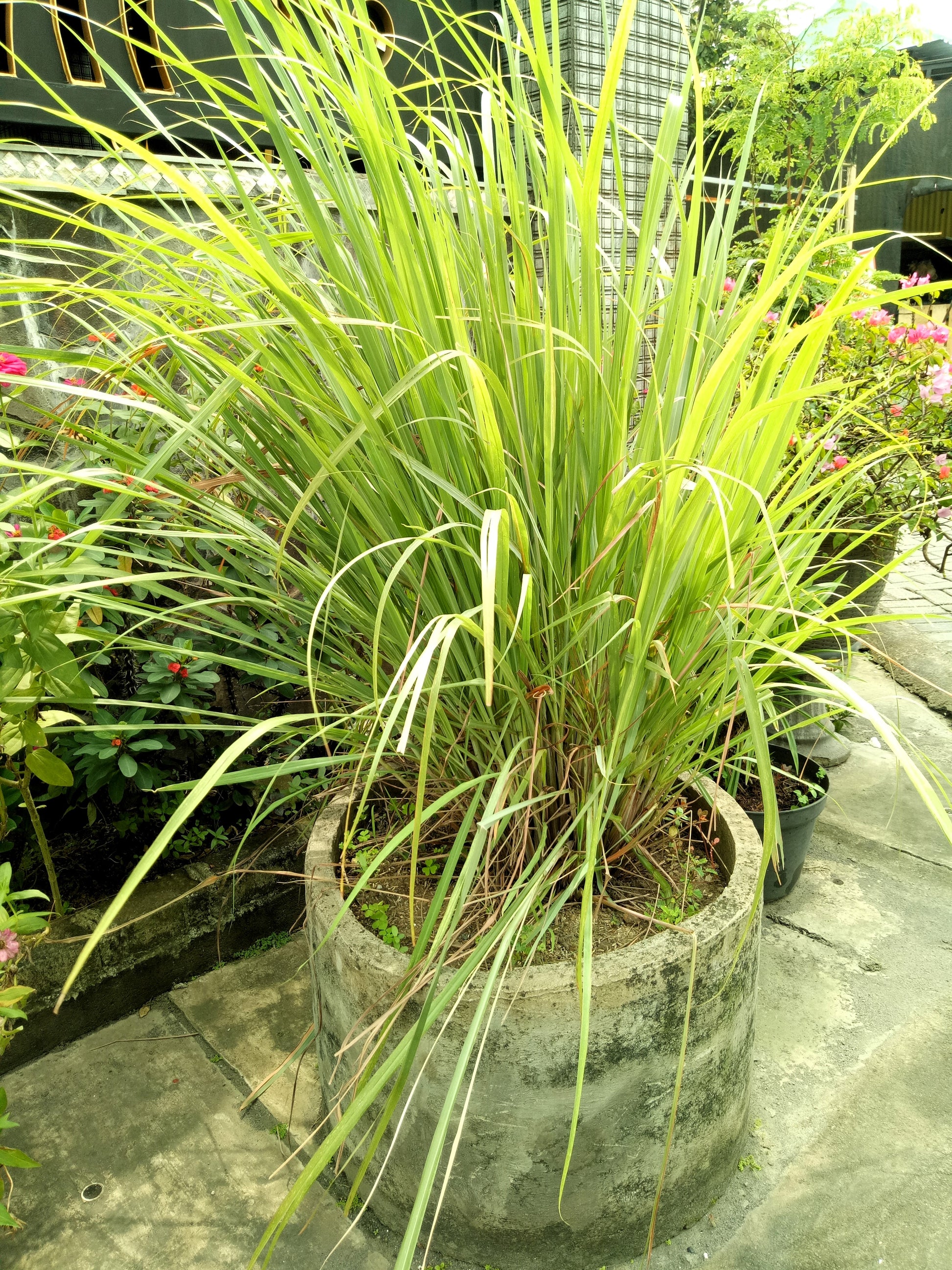 lemon grass potted plant 100 LEMONGRASS East Indian Lemon Grass Fragrant Ornamental Edible Cymb – Seedville USA