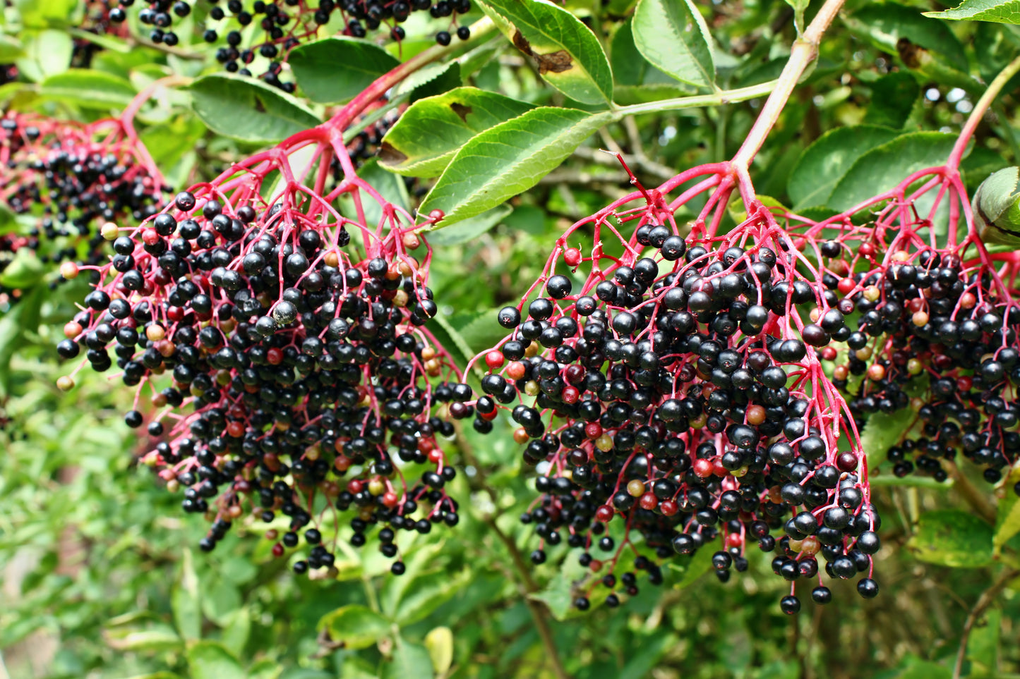 25 American ELDERBERRY FRUIT BUSH Shrub Tree Sambucus Nigra Seeds