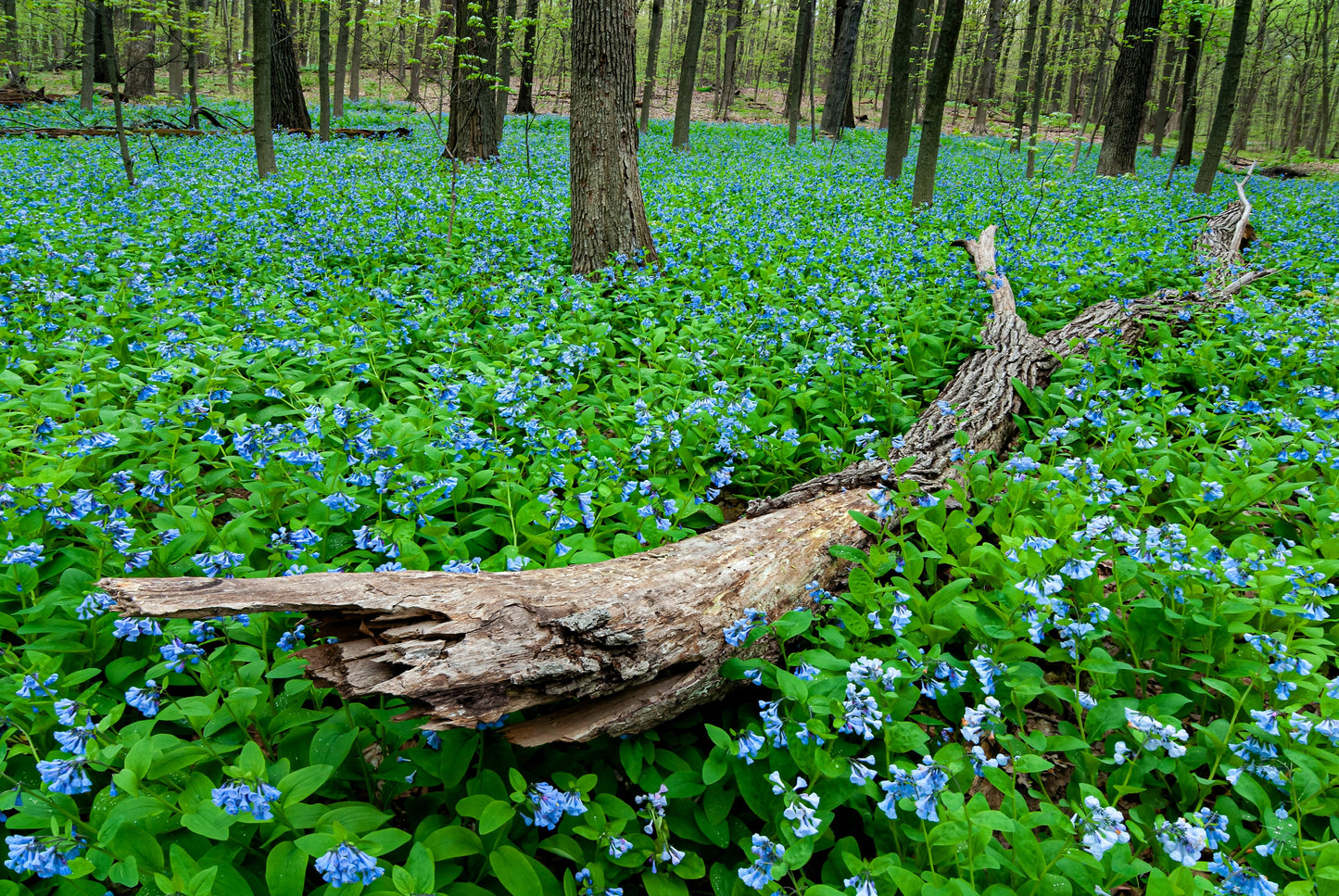 25 VIRGINIA BLUEBELLS True Blue & Pink Mertensia Virginica Flower Seeds