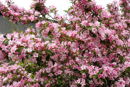 50 OLD FASHIONED WEIGELA Florida Bush Shrub Flower Seeds