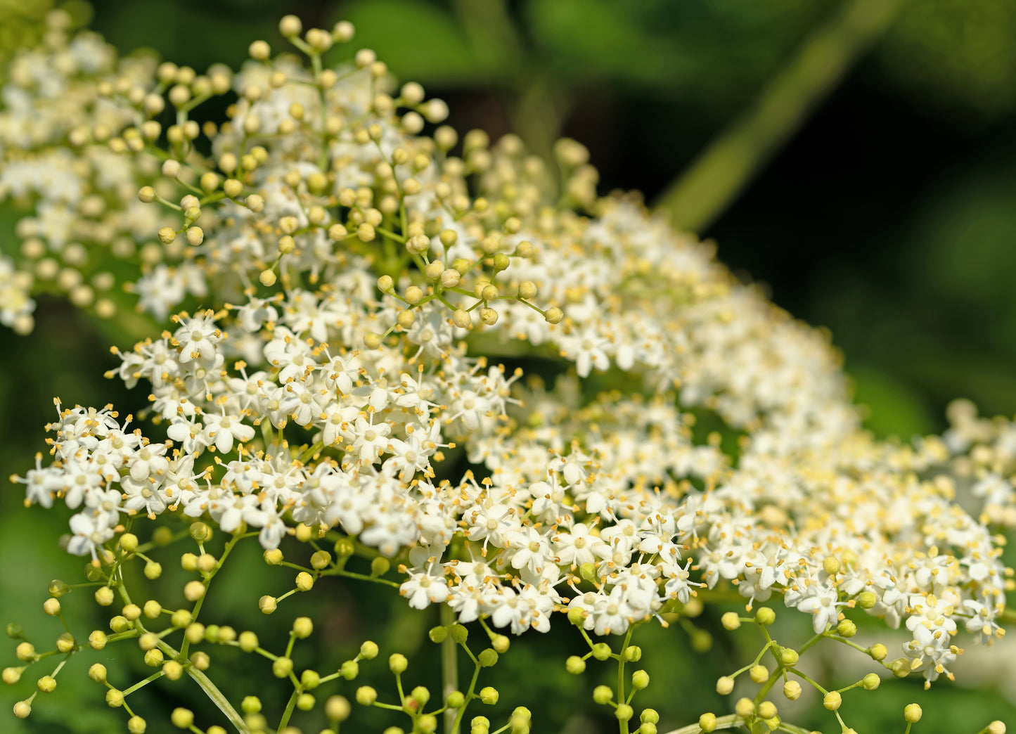 100 RED ELDERBERRY Sambucus Racemosa Scarlet Mountain Elder Bunchberry Tree Shrub Fruit Berry Seeds