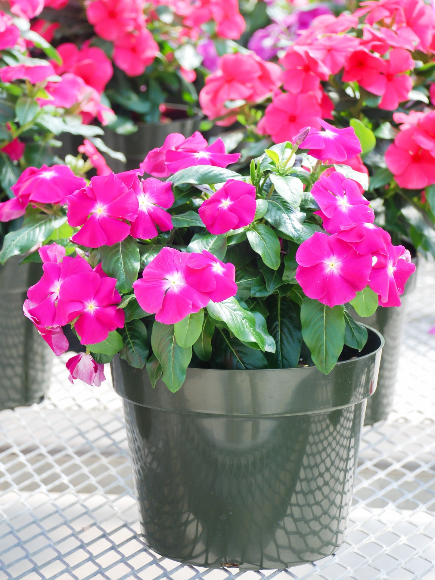 100 Pink DWARF ROSE PERIWINKLE / Vinca Rosea Flower Seeds