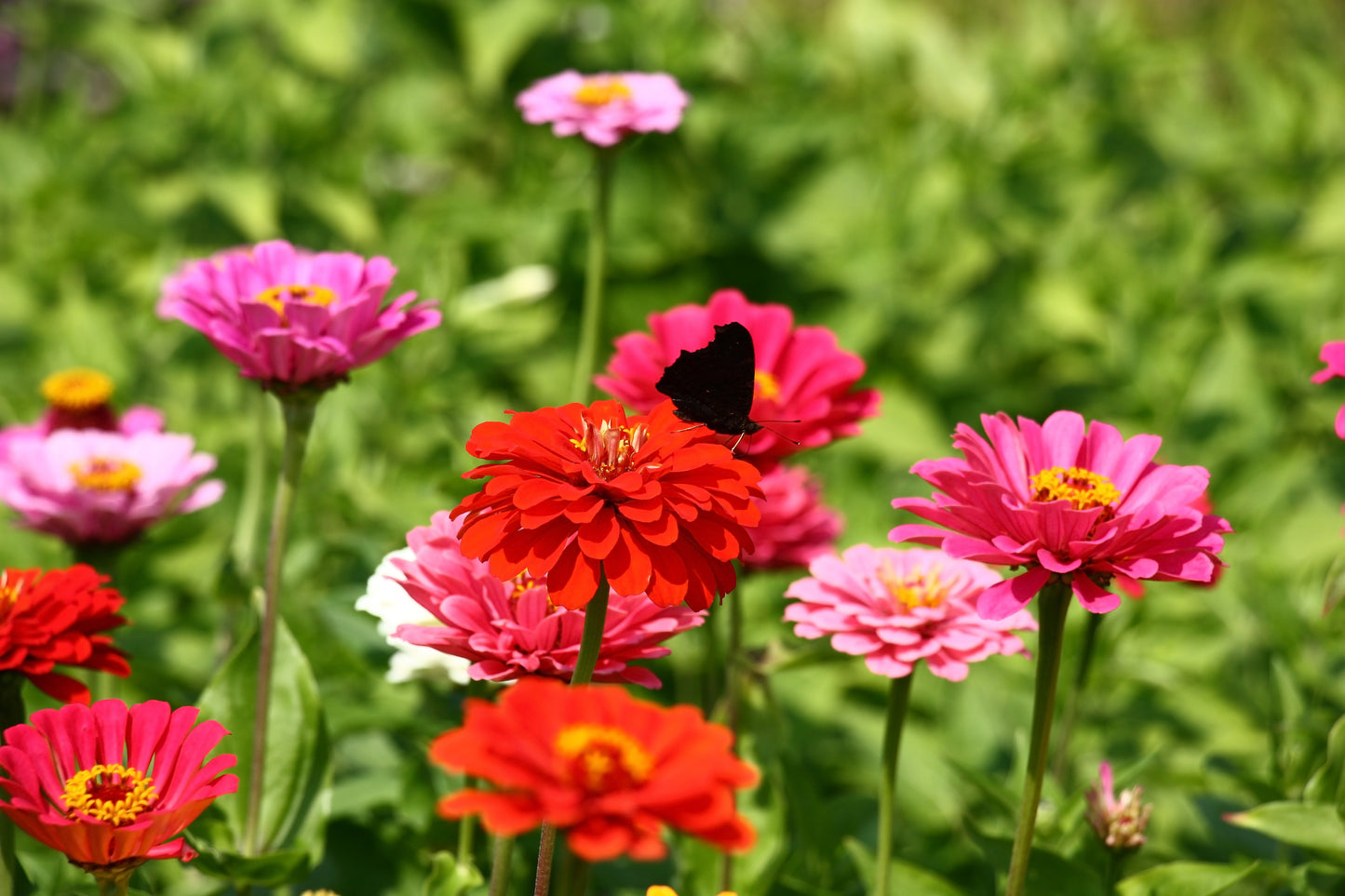 250 EXQUISITE ZINNIA Elegans Changes Color Red - Hot Pink Pale Pink Flower Seeds