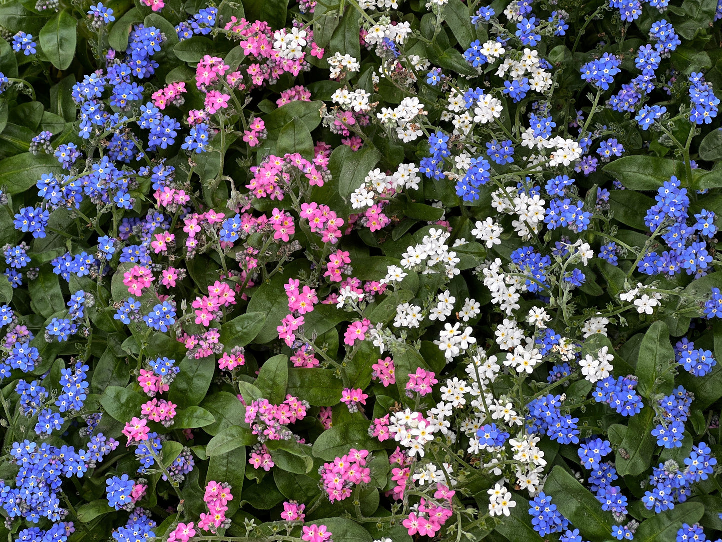 100 Mixed FORGET ME NOT Pink Blue White Mix Myosotis Alpestris Flower Seeds *Flat Shipping