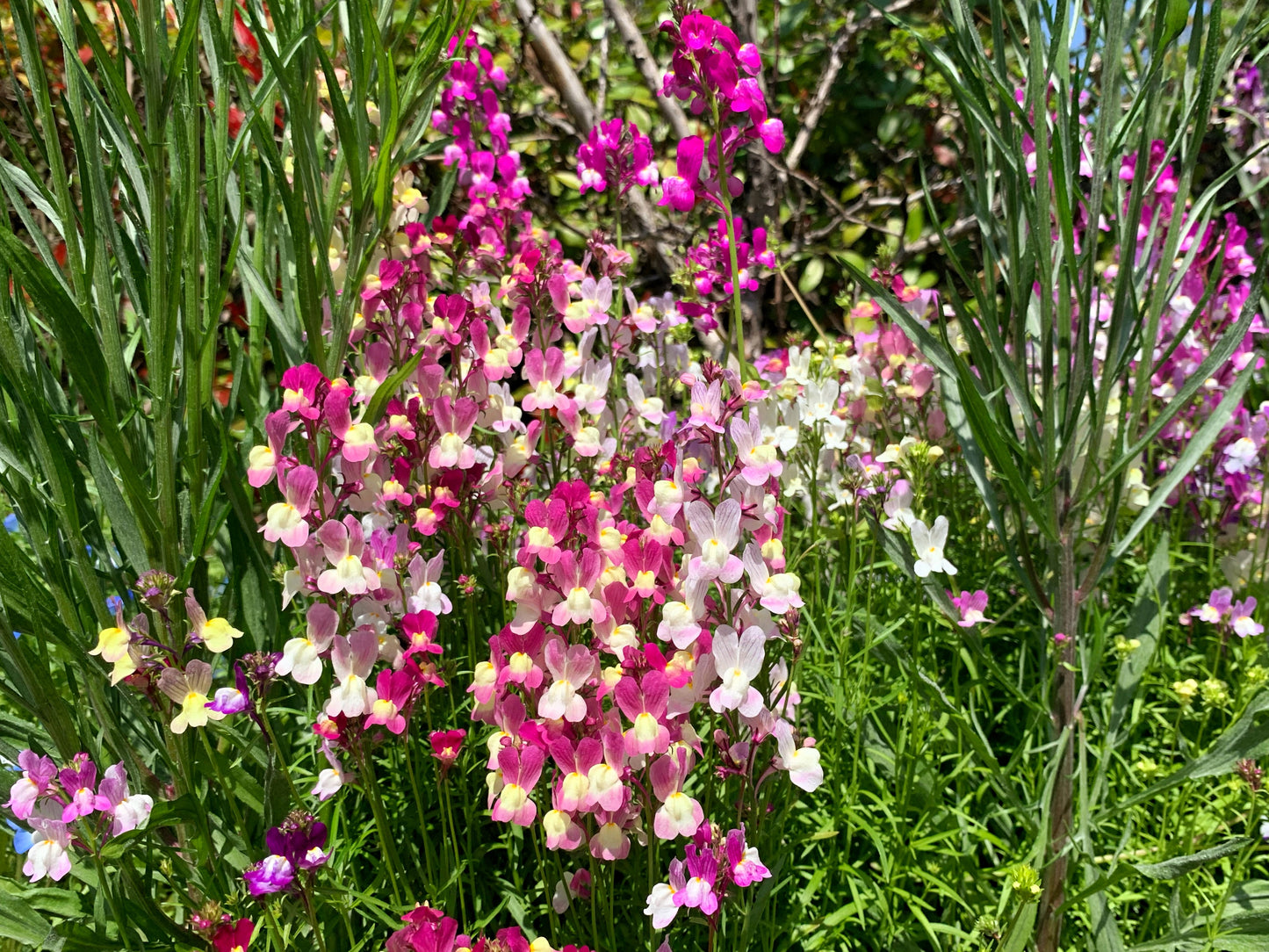 2000 BABY SNAPDRAGON Toadflax Linaria Maroccana Flower Seeds