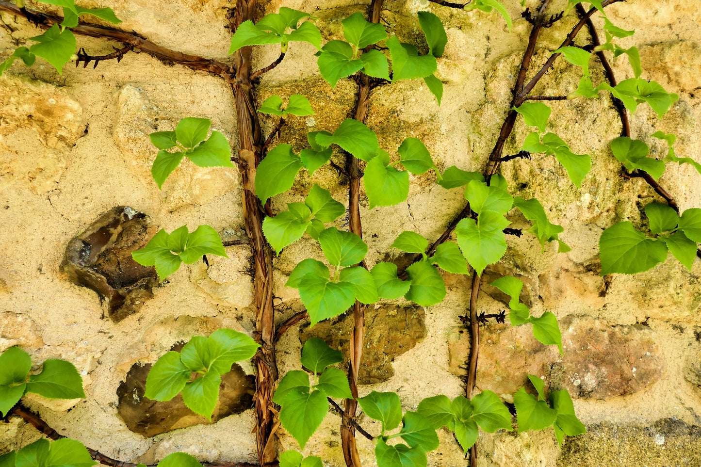 50 CLIMBING HYDRANGEA Anomala Petiolaris Vine Flower Seeds