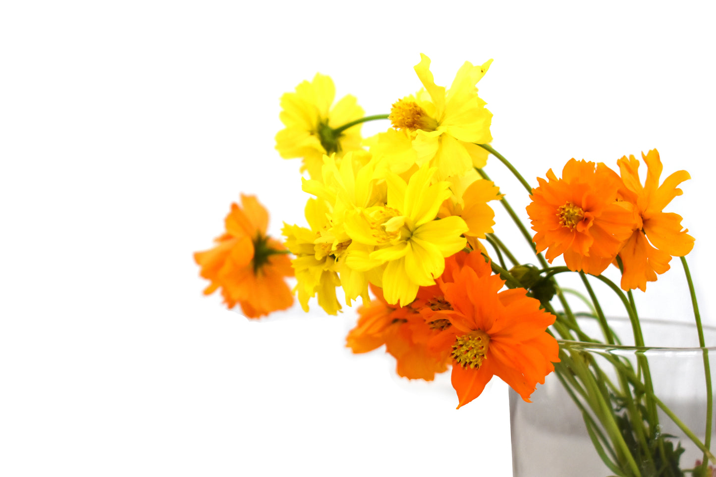 300 BRIGHT LIGHTS COSMOS Mix Mixed Colors Red Orange Yel Bipinnatus Flower Seeds