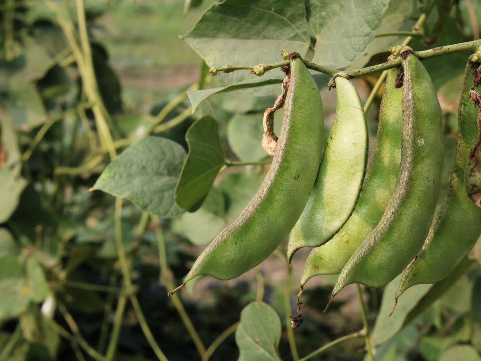 50 Speckled Dixie BUTTERPEA LIMA BEAN Phaseolus Vulgaris Bush Vegetabl ...