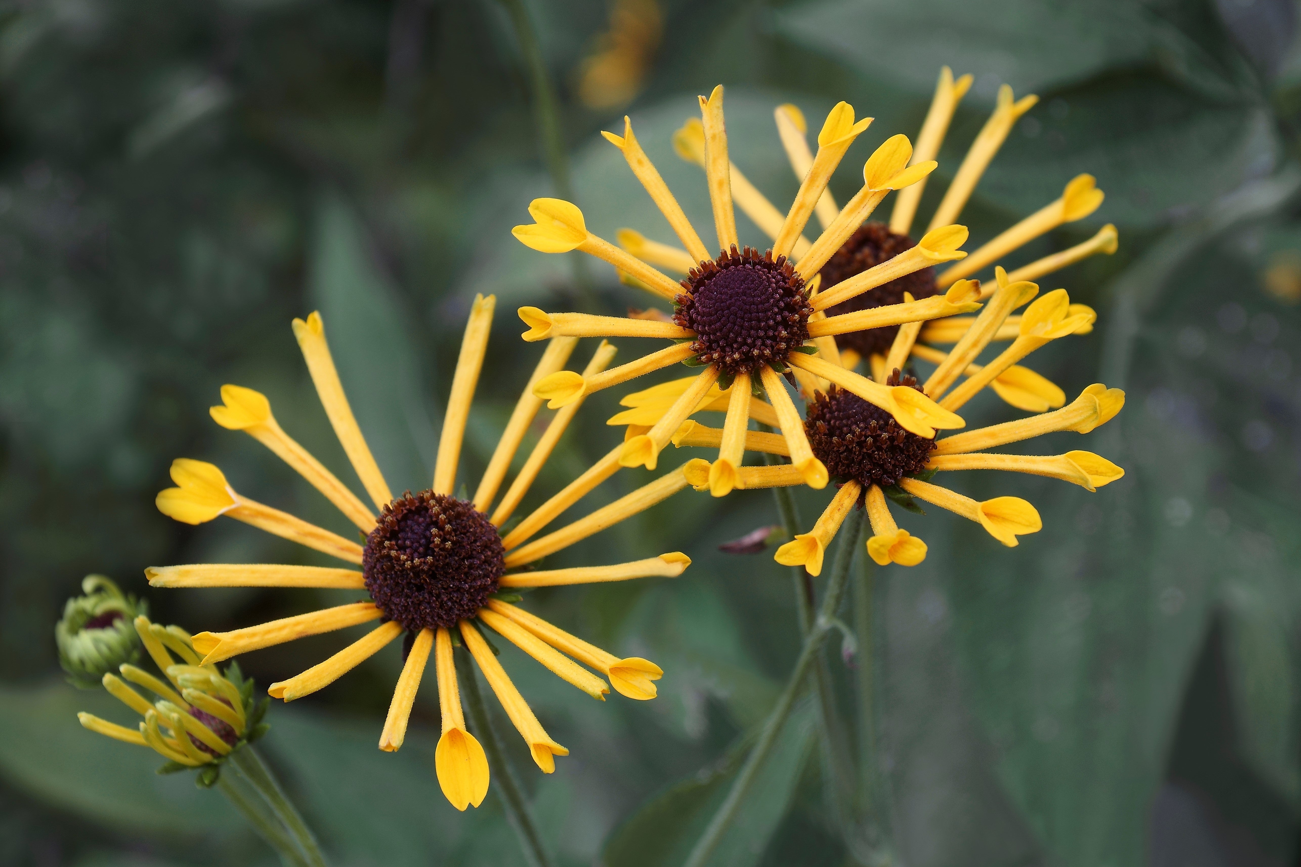 Sweet Coneflower