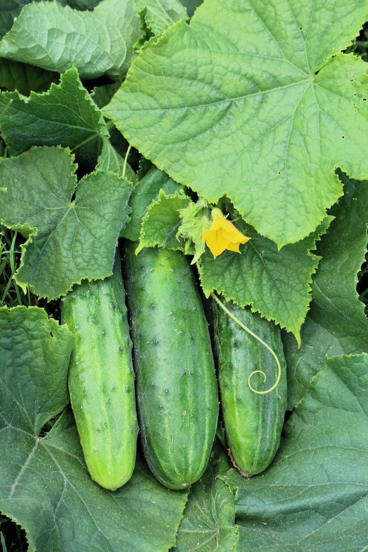 150 BOSTON PICKLING CUCUMBER Heirloom Cucumis Sativus Fruit Vegetable Seeds