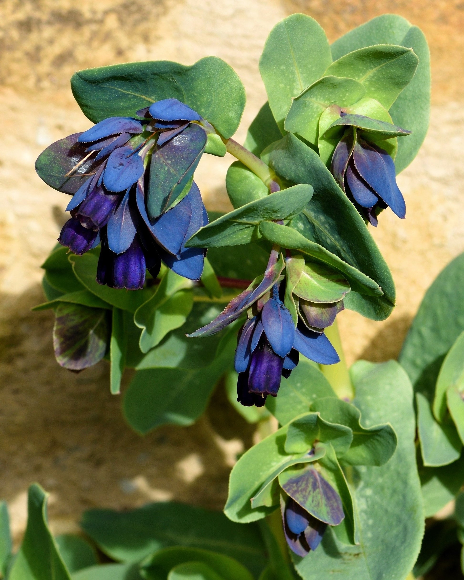 blue shrimp plant seeds 10 BLUE SHRIMP PLANT / Honeywort Cerinthe Major Flower Seeds