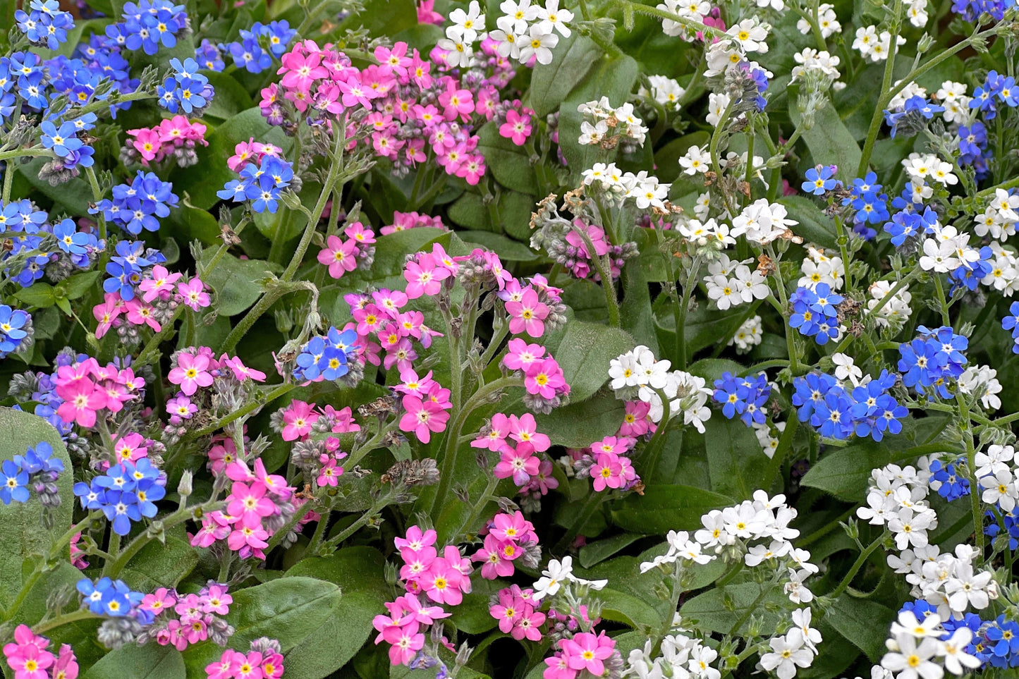 100 Mixed FORGET ME NOT Pink Blue White Mix Myosotis Alpestris Flower Seeds *Flat Shipping