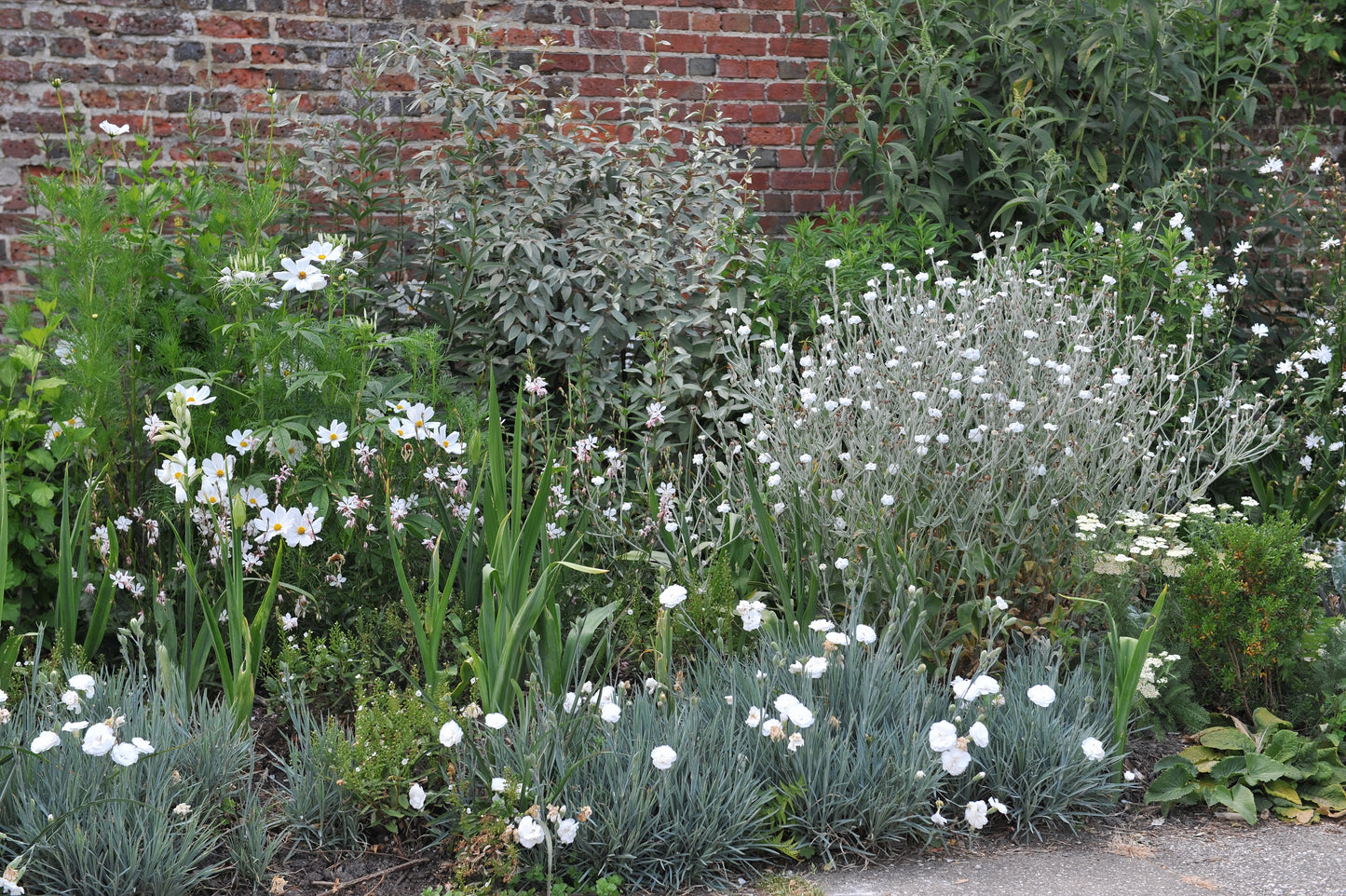 50 WHITE LYCHNIS Coronaria Alba (White Rose Campion / Evening Lychnis / Silene / White Cockle) Flower Seeds