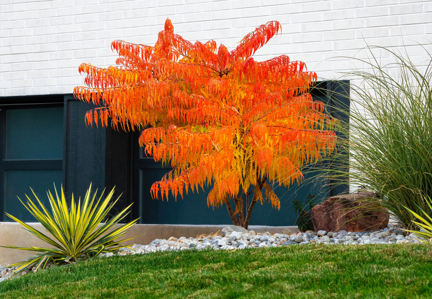 50 STAGHORN SUMAC TREE Rhus Typhina Yellow Flowers Red Berries Seeds