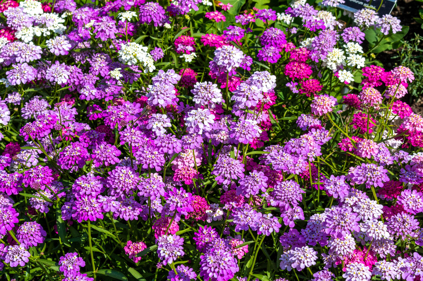 2000 TALL MIX CANDYTUFT Iberis Umbellata Mixed Colors Ground Cover Flower Seeds