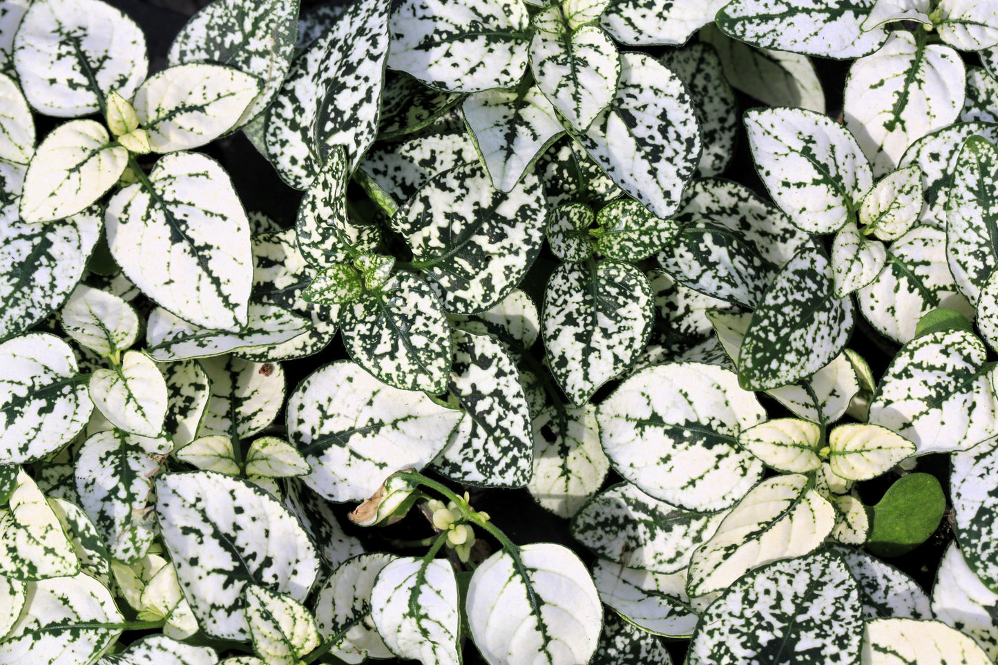 polka dot plant seeds for sale 10 Dwarf WHITE POLKA DOT PLANT Splash Select Hypoestes Phyllostachya Flower Houseplant Seeds