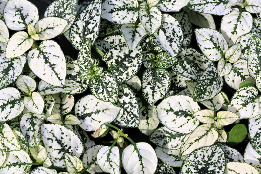 10 Dwarf WHITE POLKA DOT PLANT Splash Select Hypoestes Phyllostachya Flower Houseplant Seeds