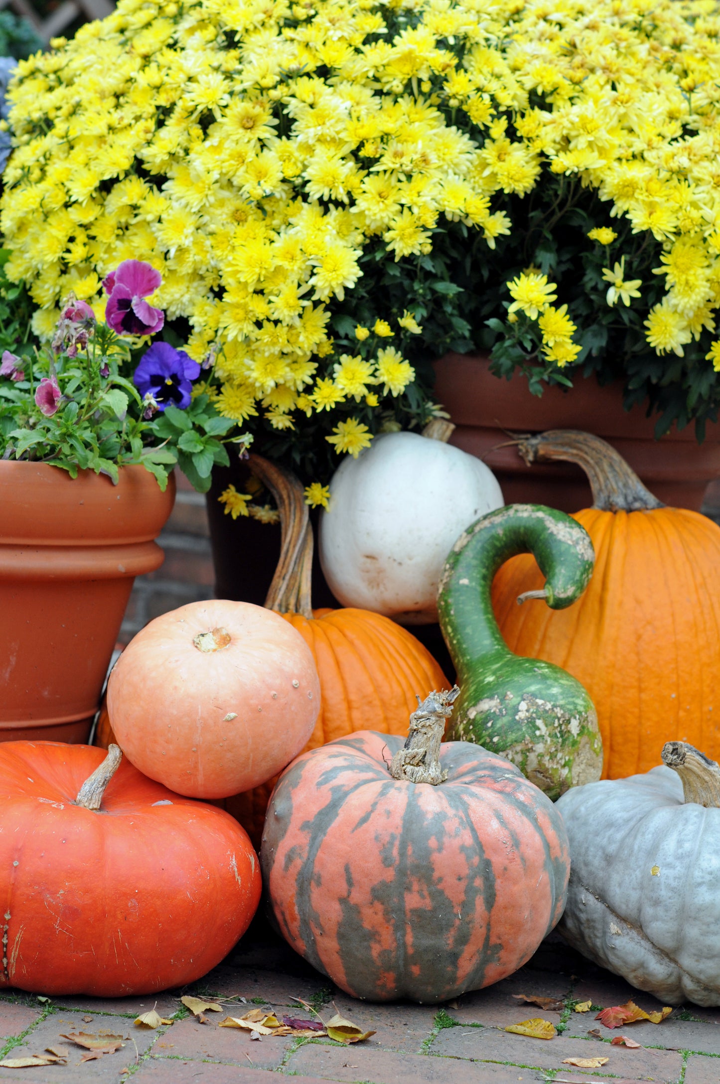 15 GOOSENECK / Bottle / SWAN GOURD Lagenaria Siceraria Vine Seeds