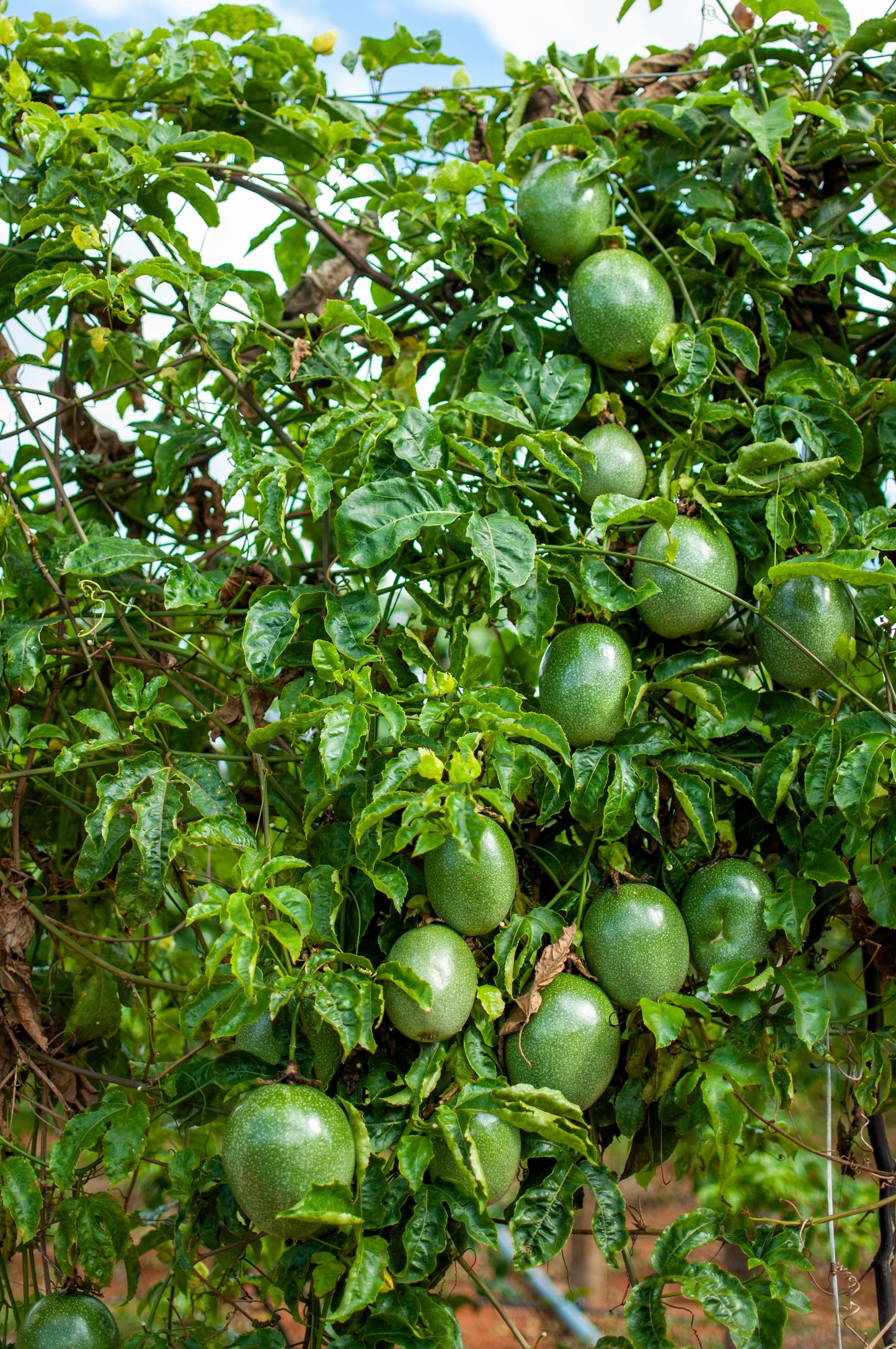 20 PURPLE PASSION FRUIT Passionflower Granadilla Passiflora Edulis Flower Vine Seeds