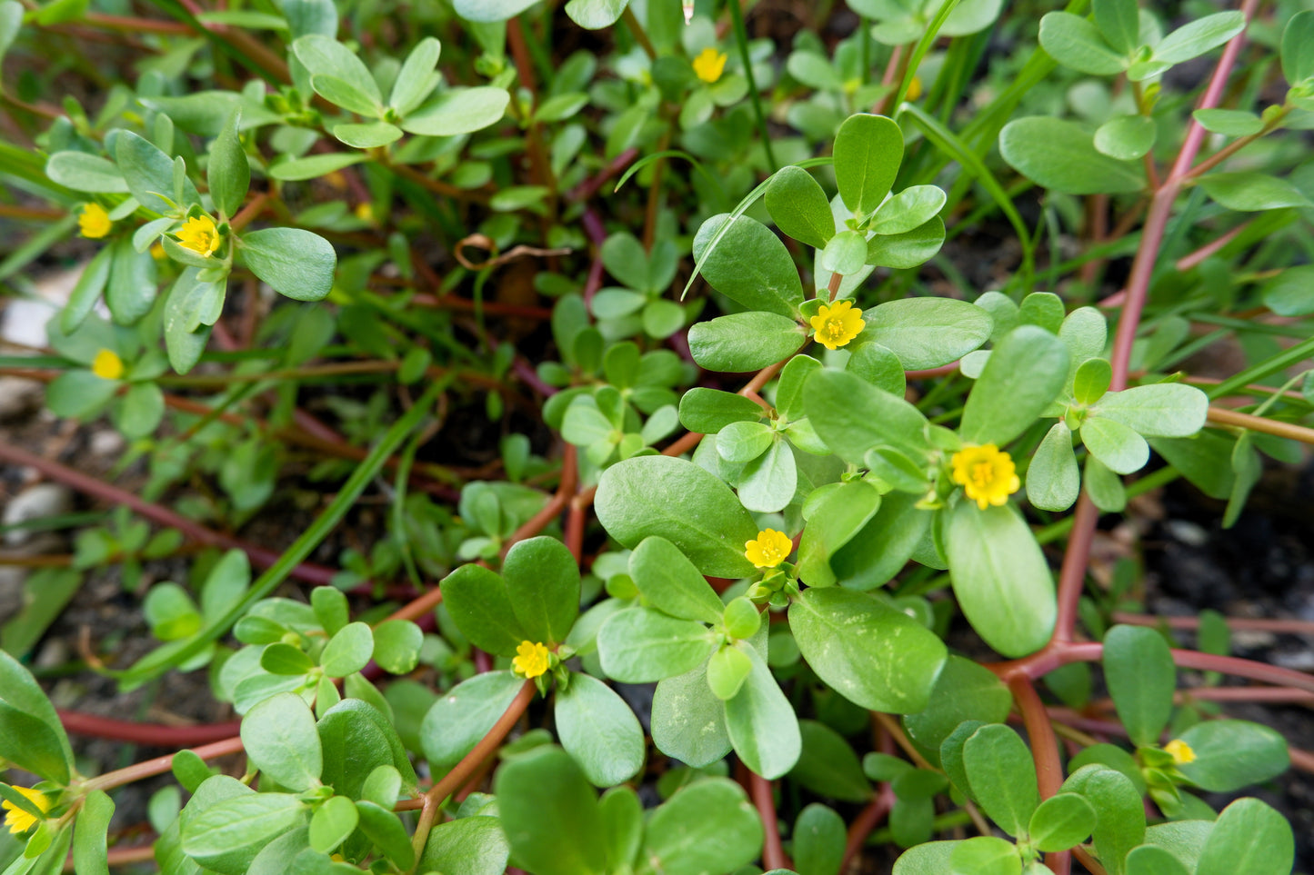 300 Organic GOLDEN PURSLANE Portulaca Sativa Vegetable Herb Yellow Flower Seeds