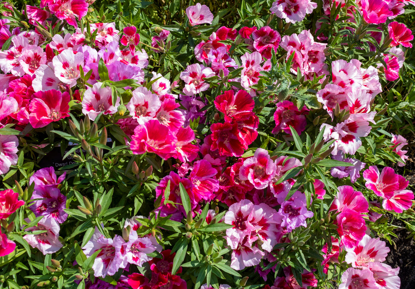 500 DOUBLE DEUCES GODETIA Grandiflora Clarkia Amoena Mixed Colors & Bicolor Flower Seeds