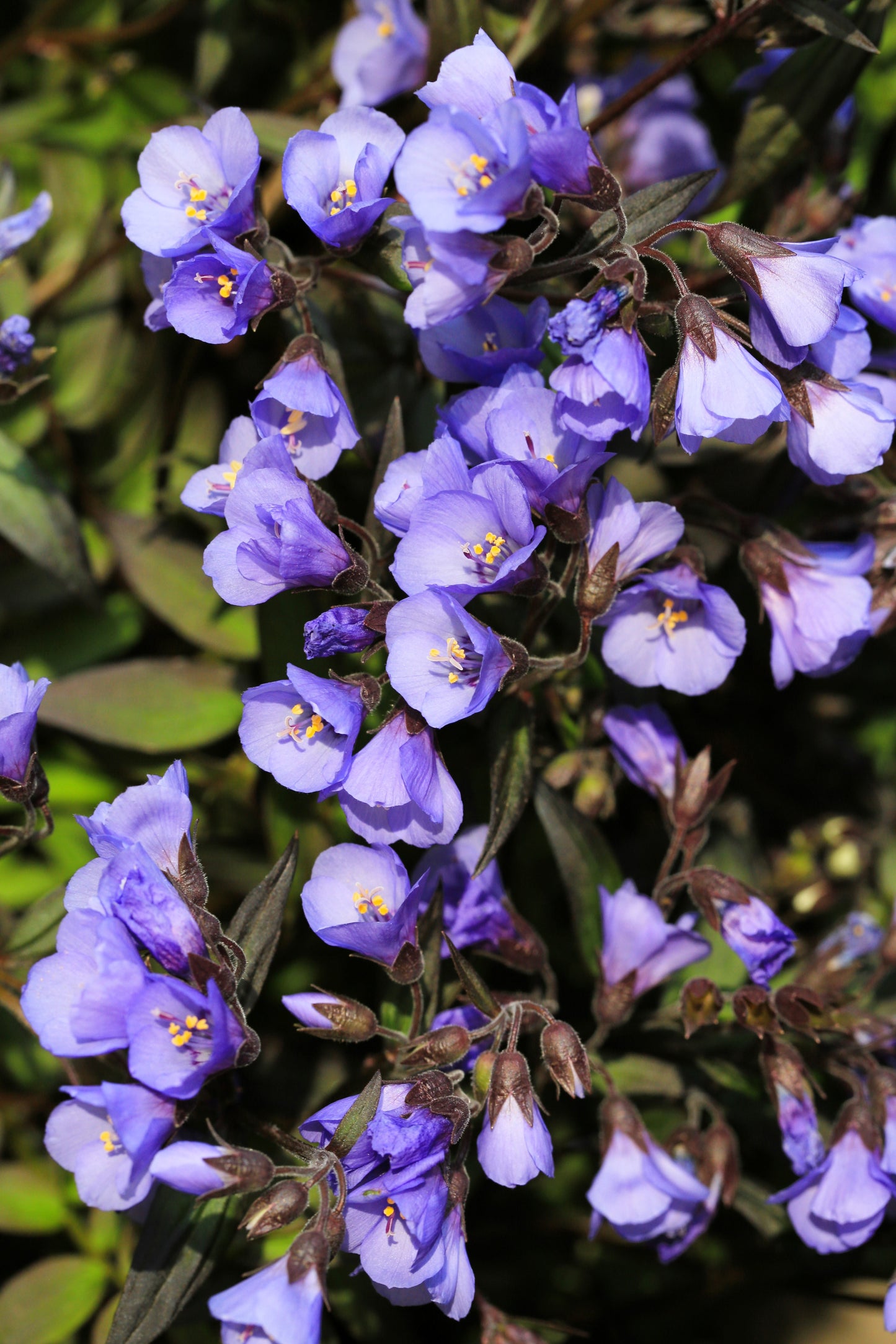 100 BLUE PEARL POLEMONIUM ( Jacobs Ladder ) Polemonium Caeruleum Flower Seeds