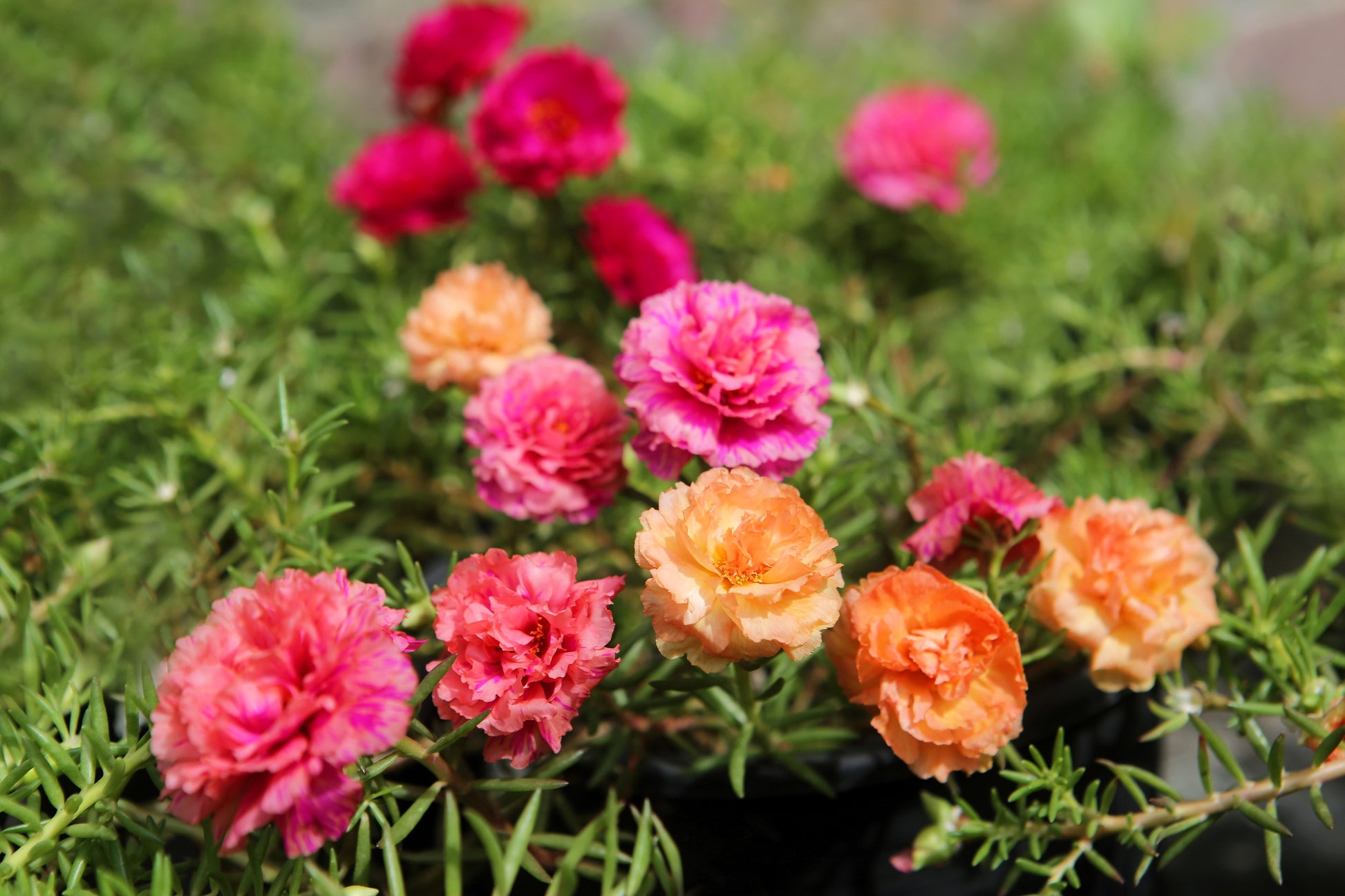 moss rose seeds online 100 Mixed Colors PORTULACA MOSS ROSE Grandiflora Flower Seeds – Seedville USA