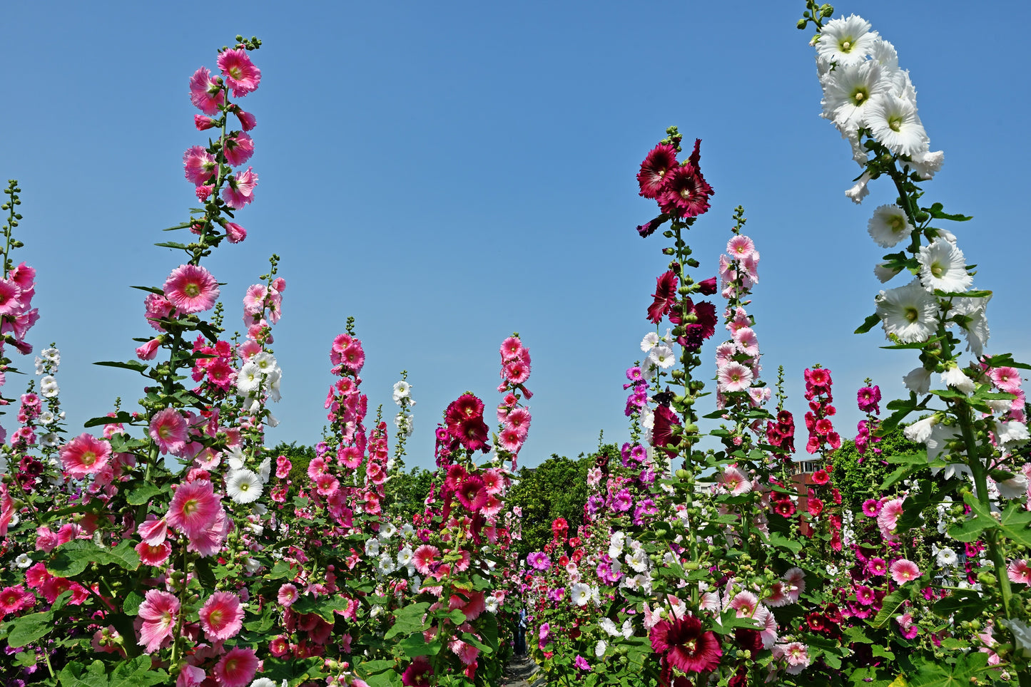 50 Mixed Colors HOLLYHOCK KING HENRY VIII Mix Alcea Rosea Flower Seeds
