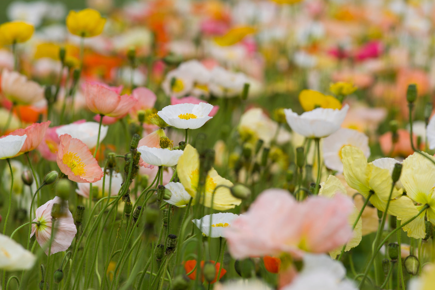 2500 ICELAND POPPY MIX Papaver Nudicaule Mixed Colors Flower Seeds