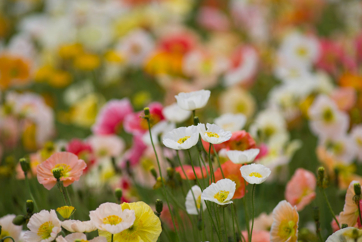 2500 ICELAND POPPY MIX Papaver Nudicaule Mixed Colors Flower Seeds