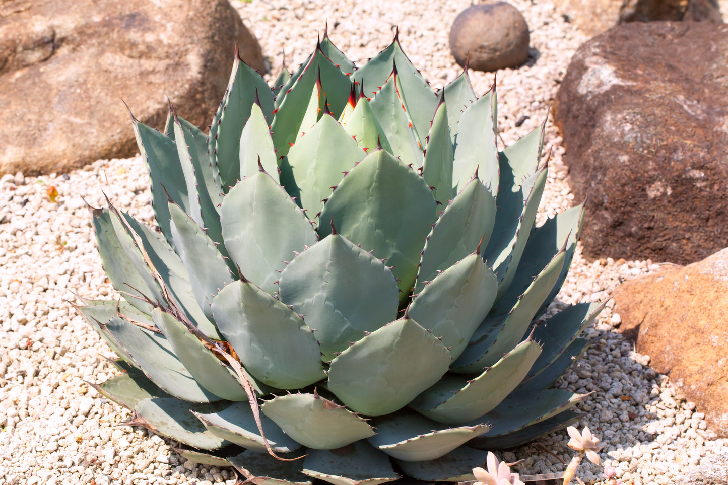 5  ARTICHOKE AGAVE Parry's Huachuca Agave Parryi Huachucensis Century Plant Succulent Cactus Seeds