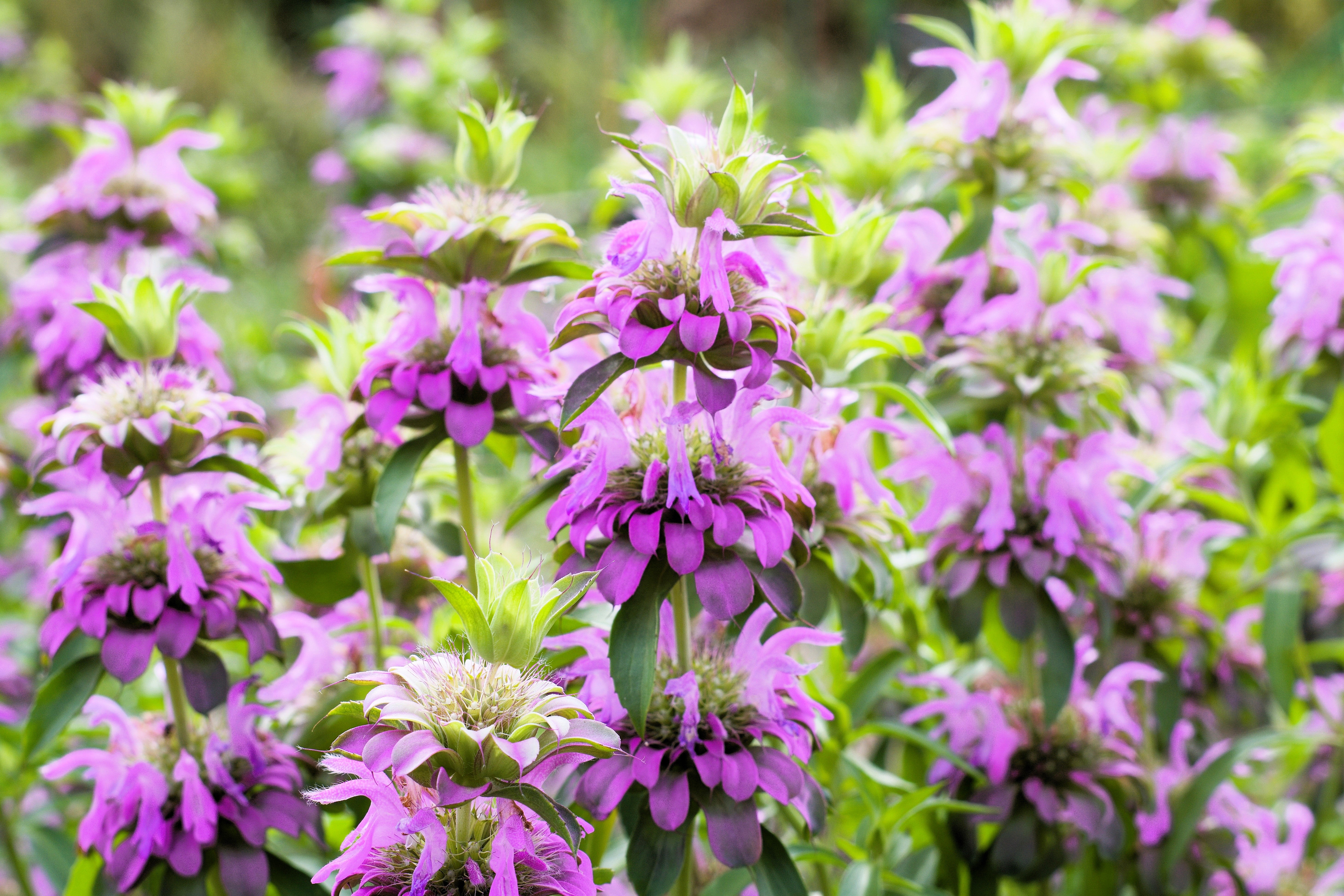 25 BEE BALM MIX Lemon Hummingbird Mint Monarda Didyma Mixed Colors