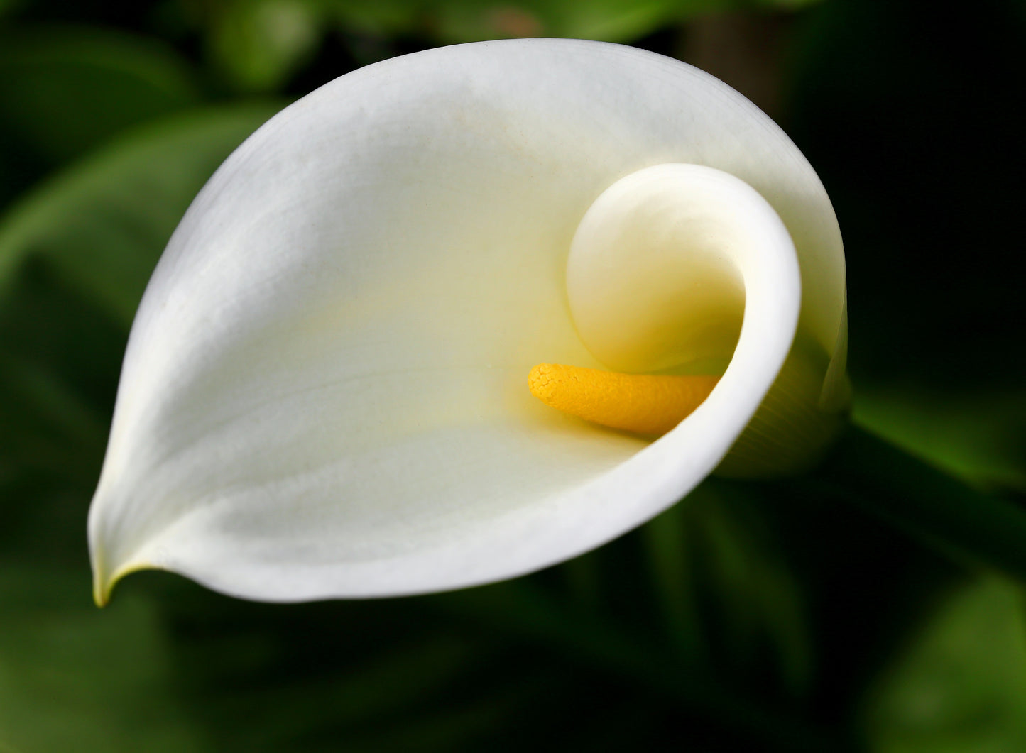 10 *Seeds WHITE CALLA LILY Zantedeschia Aethiopica Arum Trumpet Lily Flower Houseplant