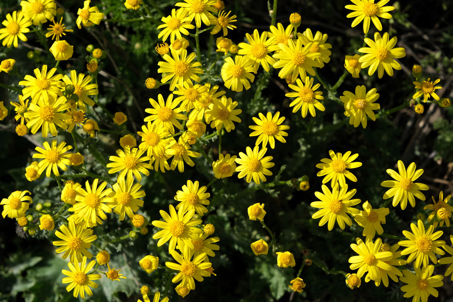 1000 DAHLBERG DAISY Thymophylla Tenuiloba Yellow Flower Seeds - aka Golden Fleece, Gold Carpet,  Shooting Star