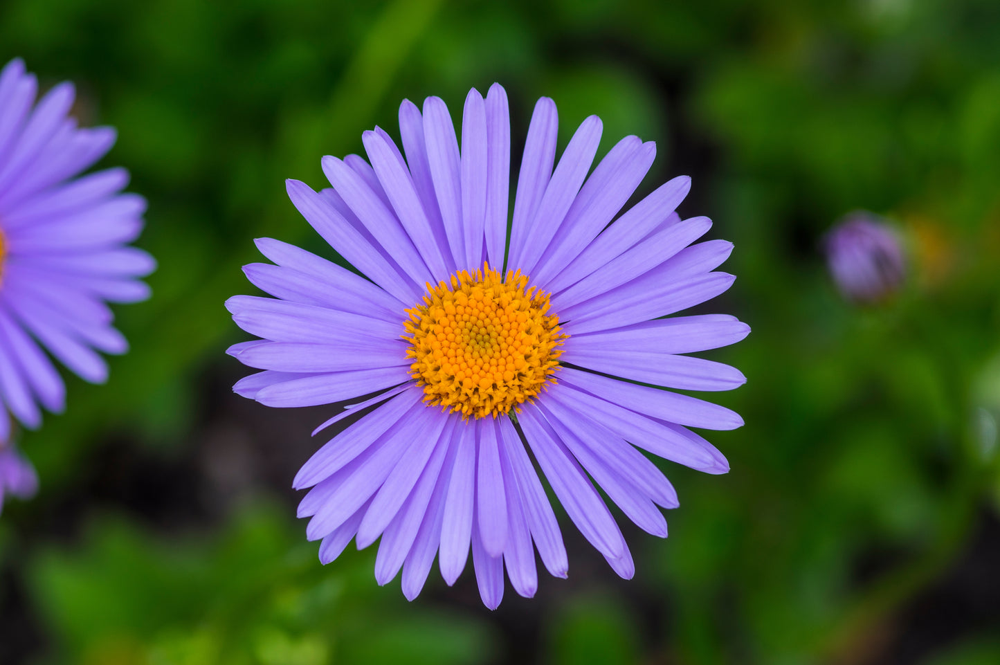 50 Blue EAST INDIES ASTER Tongolensis Flower Seeds