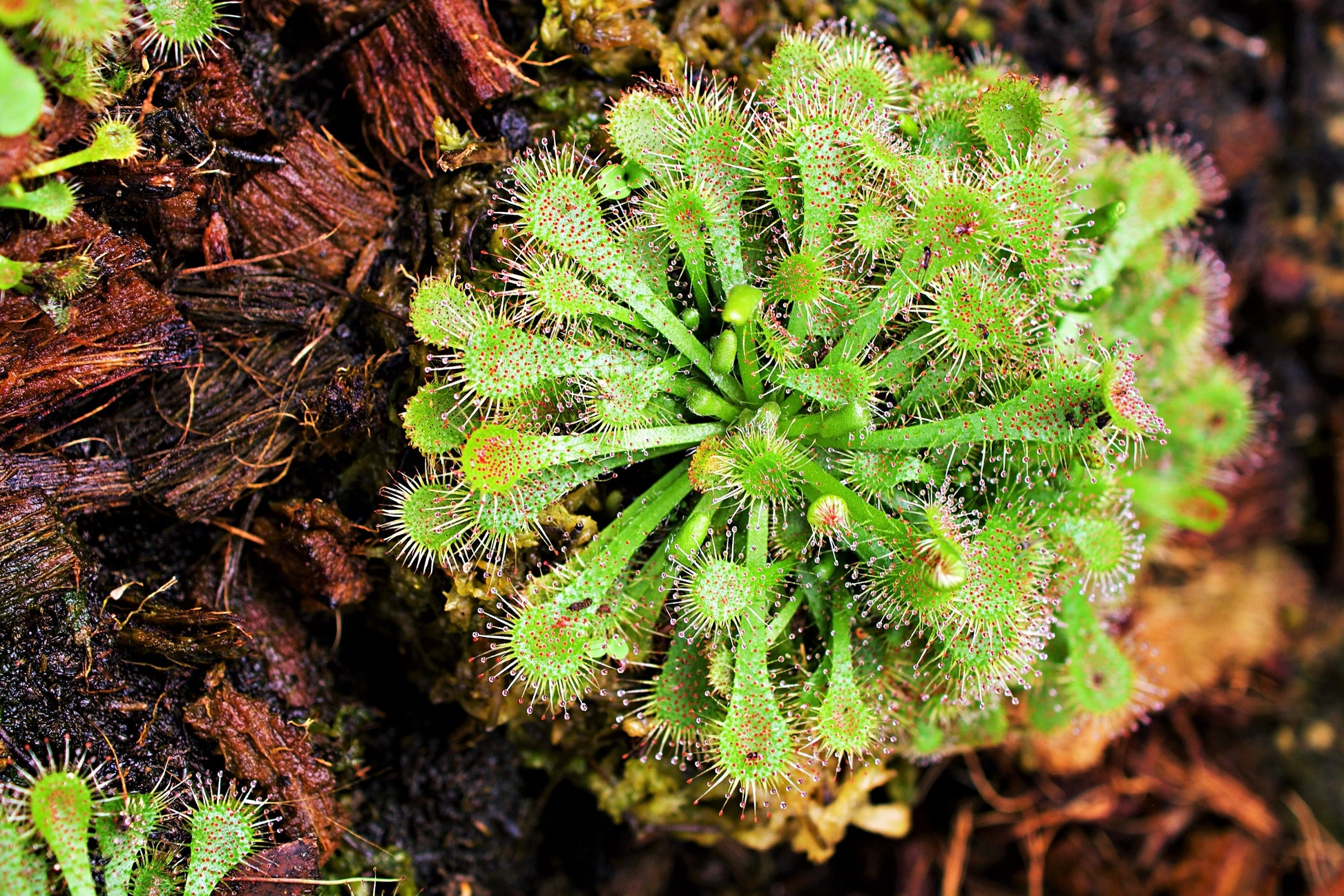 sundew plant seeds 10 CARNIVOROUS SUNDEW PLANT Drosera Flower Seeds
