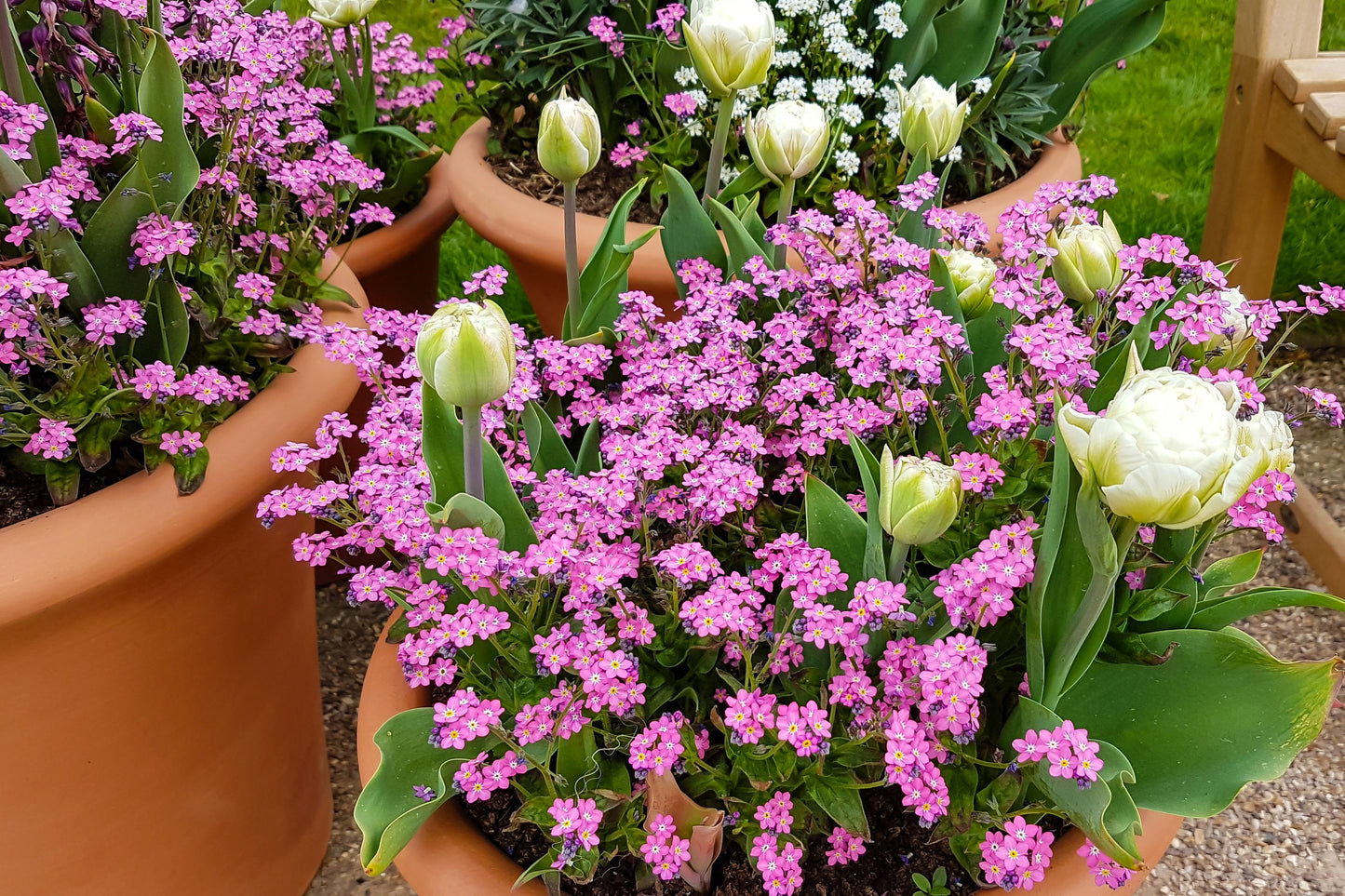 100 Victoria PINK FORGET Me NOT Myosotis Alpestris Shade or Sun Flower Seeds