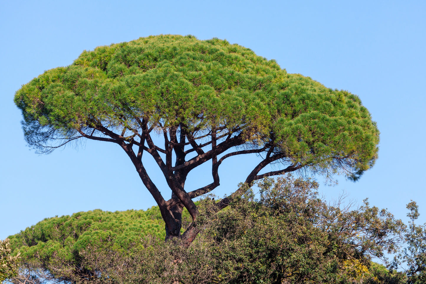 5 Pine Nut ITALIAN STONE PINE Pinus Pinea Umbrella Tree Seeds