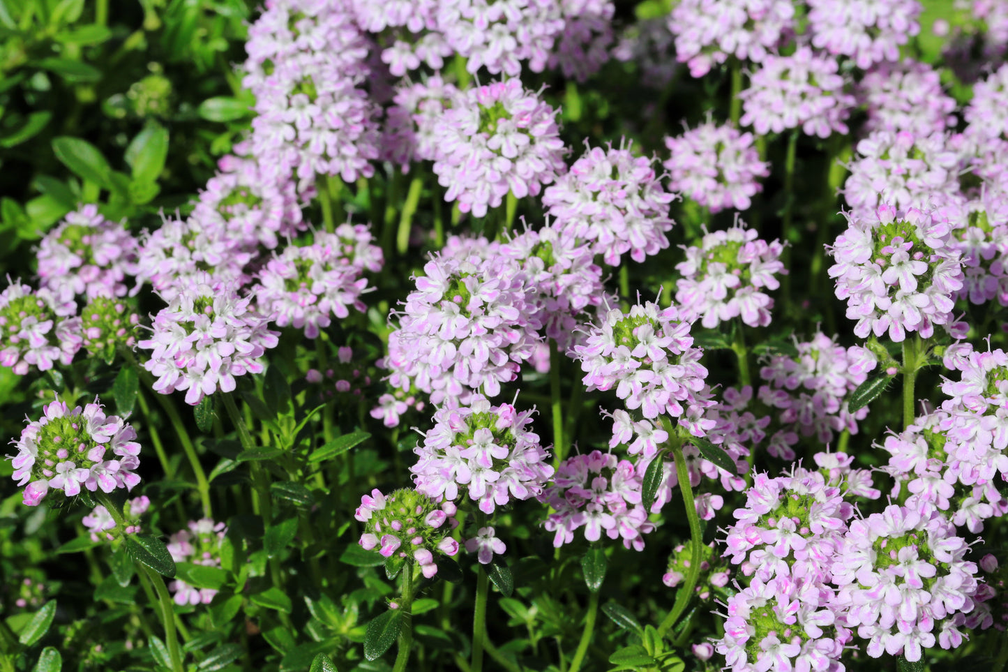 150 Creeping WINTER SAVORY Satureja Montana Herb Pink Flower Seeds