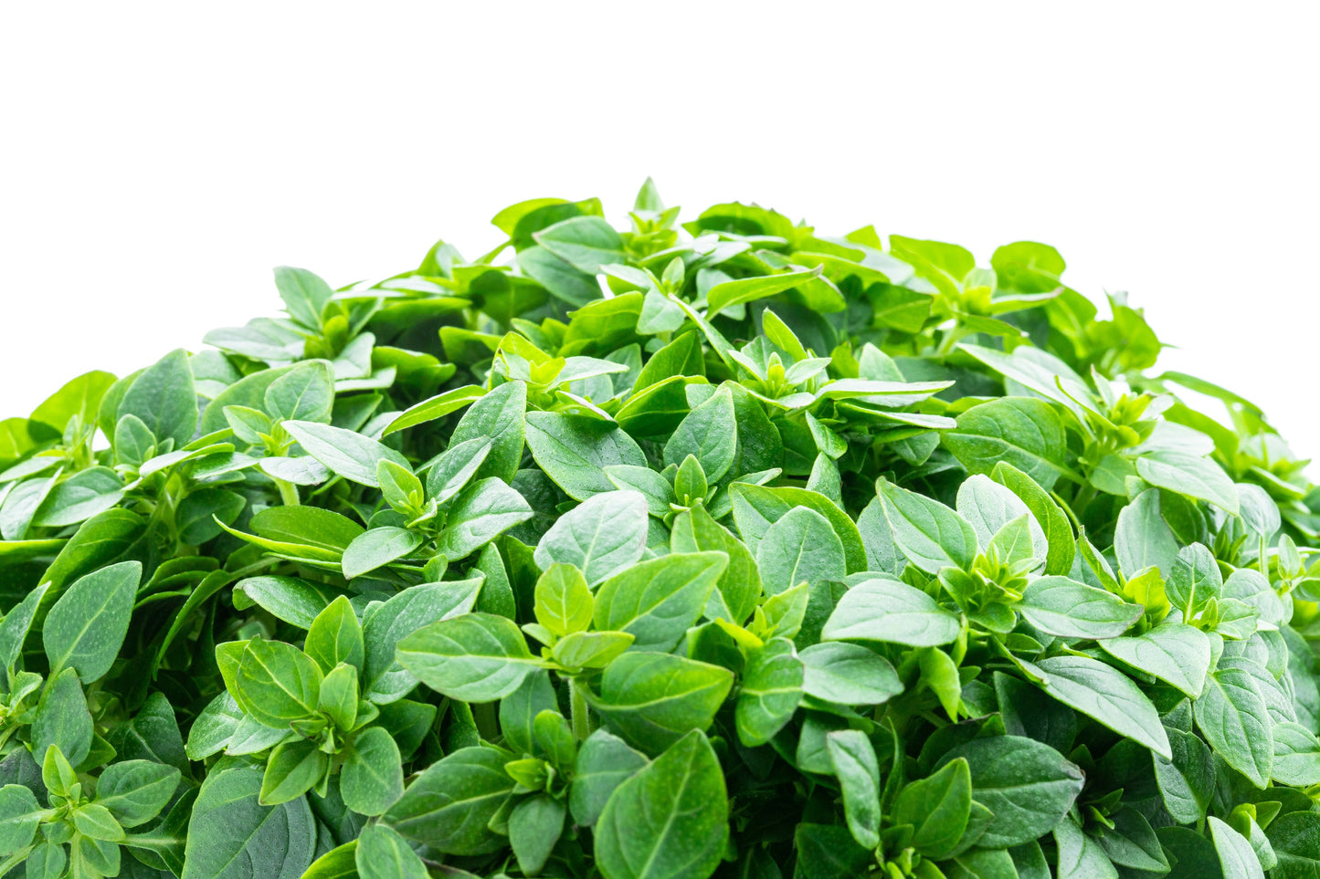 500 DWARF GREEK BASIL Ocimum Basilicum Fragrant Spicy Small Bright Green Leaf Herb Seeds