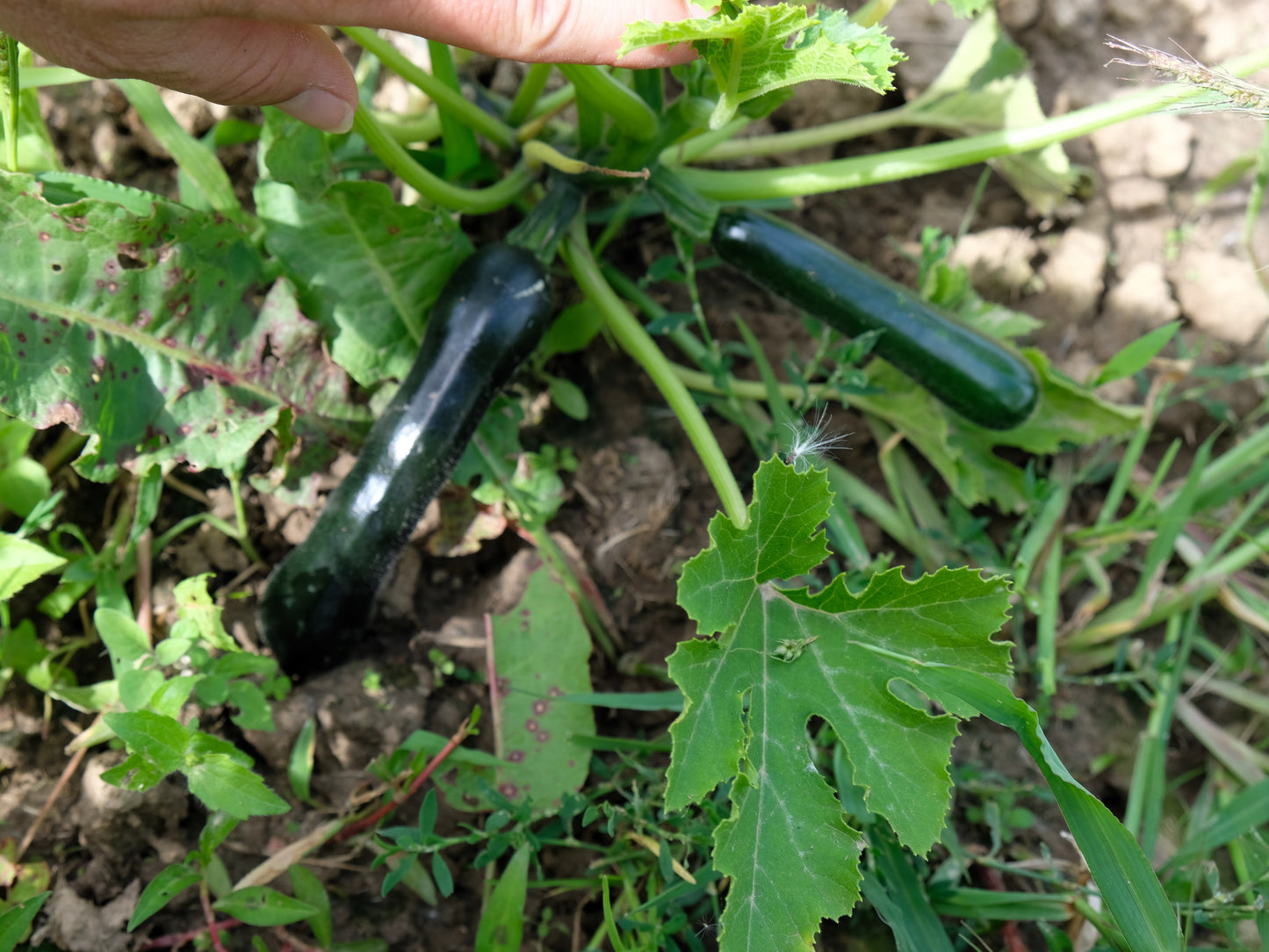 50 BLACK BEAUTY ZUCCHINI Summer Squash Cucurbita Pepo Vegetable Seeds