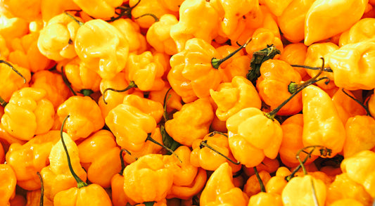 40 Yellow SCOTCH BONNET PEPPER very hot Jamaican Capsicum Chinense Vegetable Seeds