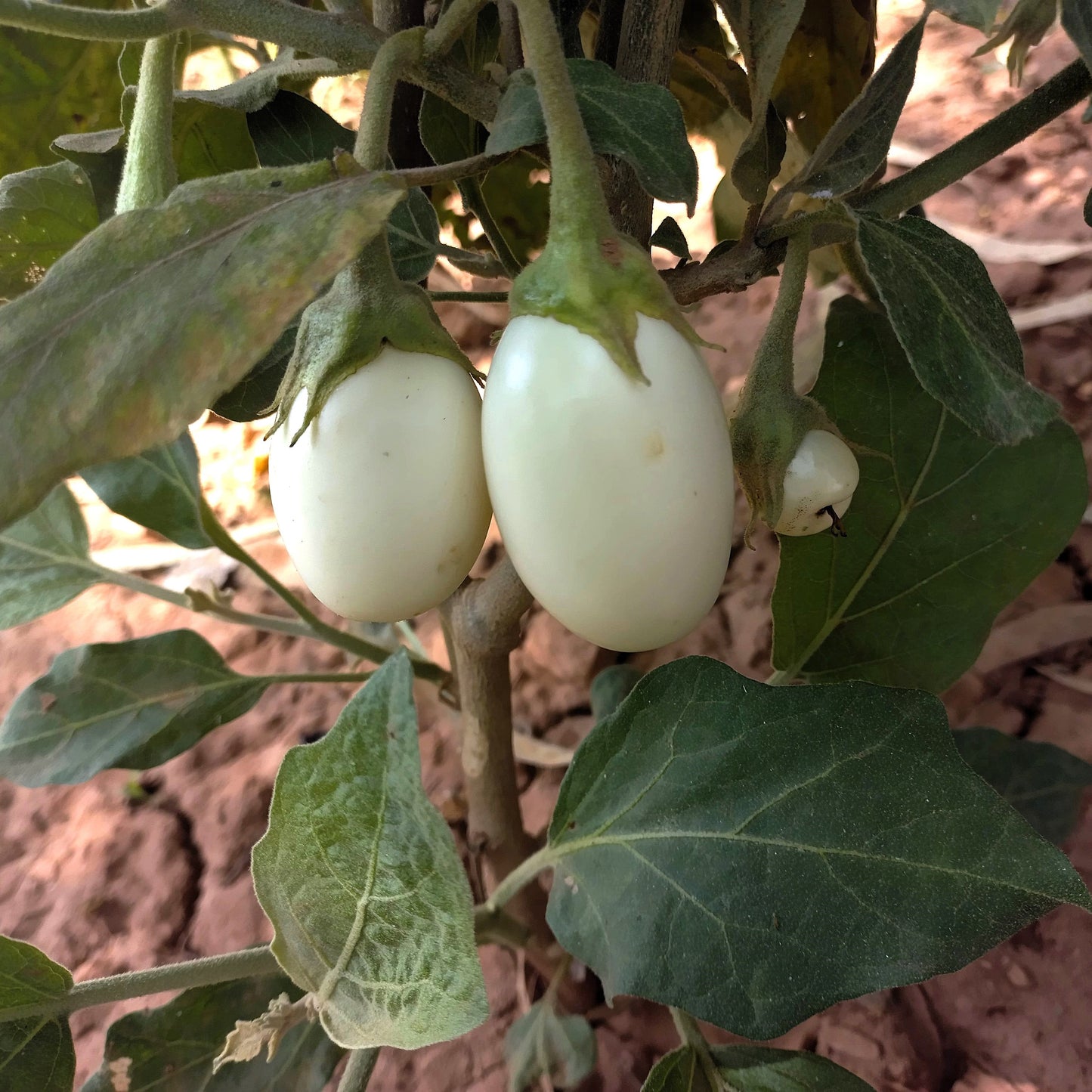 30 EASTER EGG PLANT (Easter Eggplant / Ornamental Eggplant / Nest Egg) Solanum Ovigerum Seeds