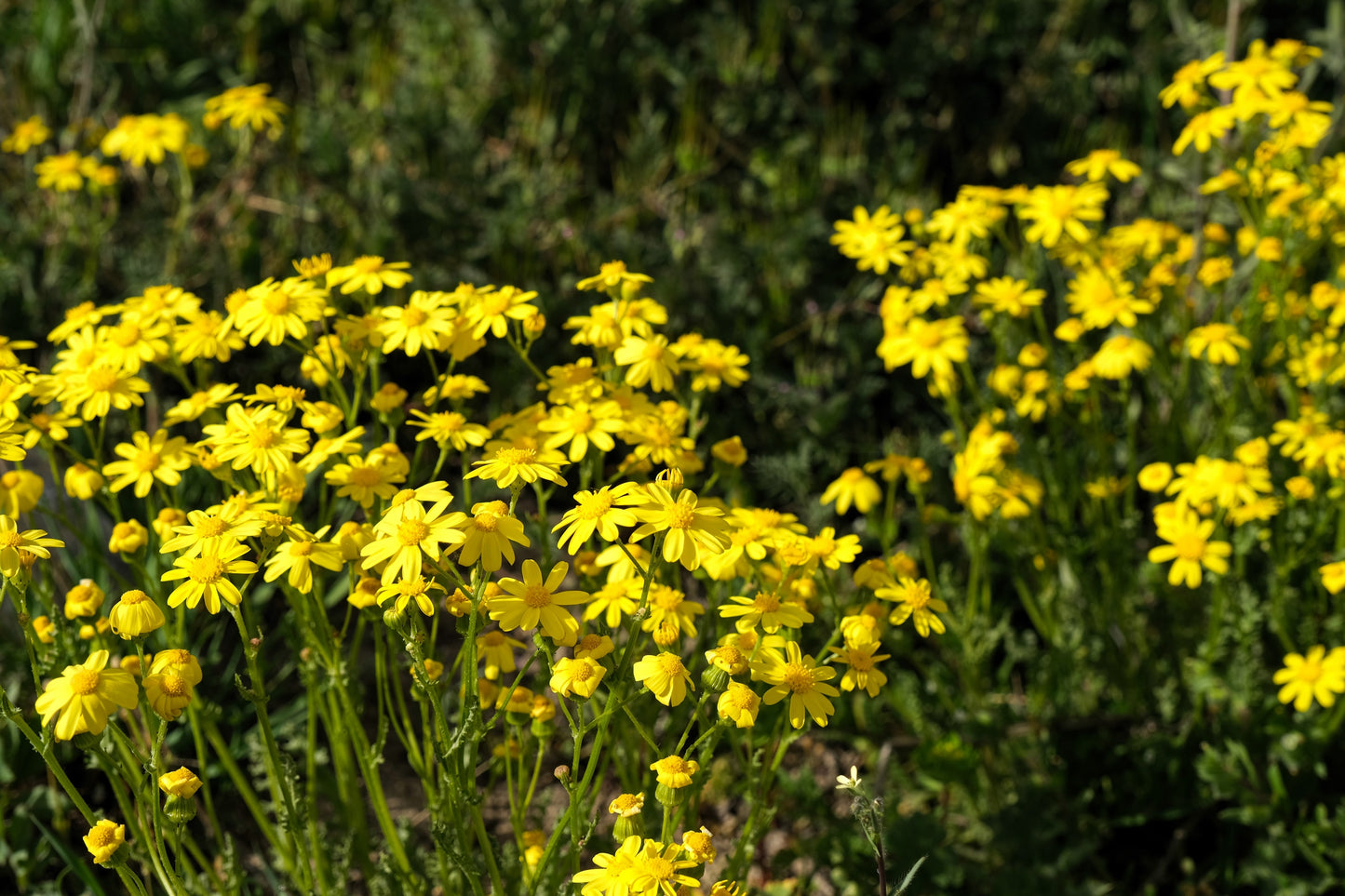 1000 DAHLBERG DAISY Thymophylla Tenuiloba Yellow Flower Seeds - aka Golden Fleece, Gold Carpet,  Shooting Star