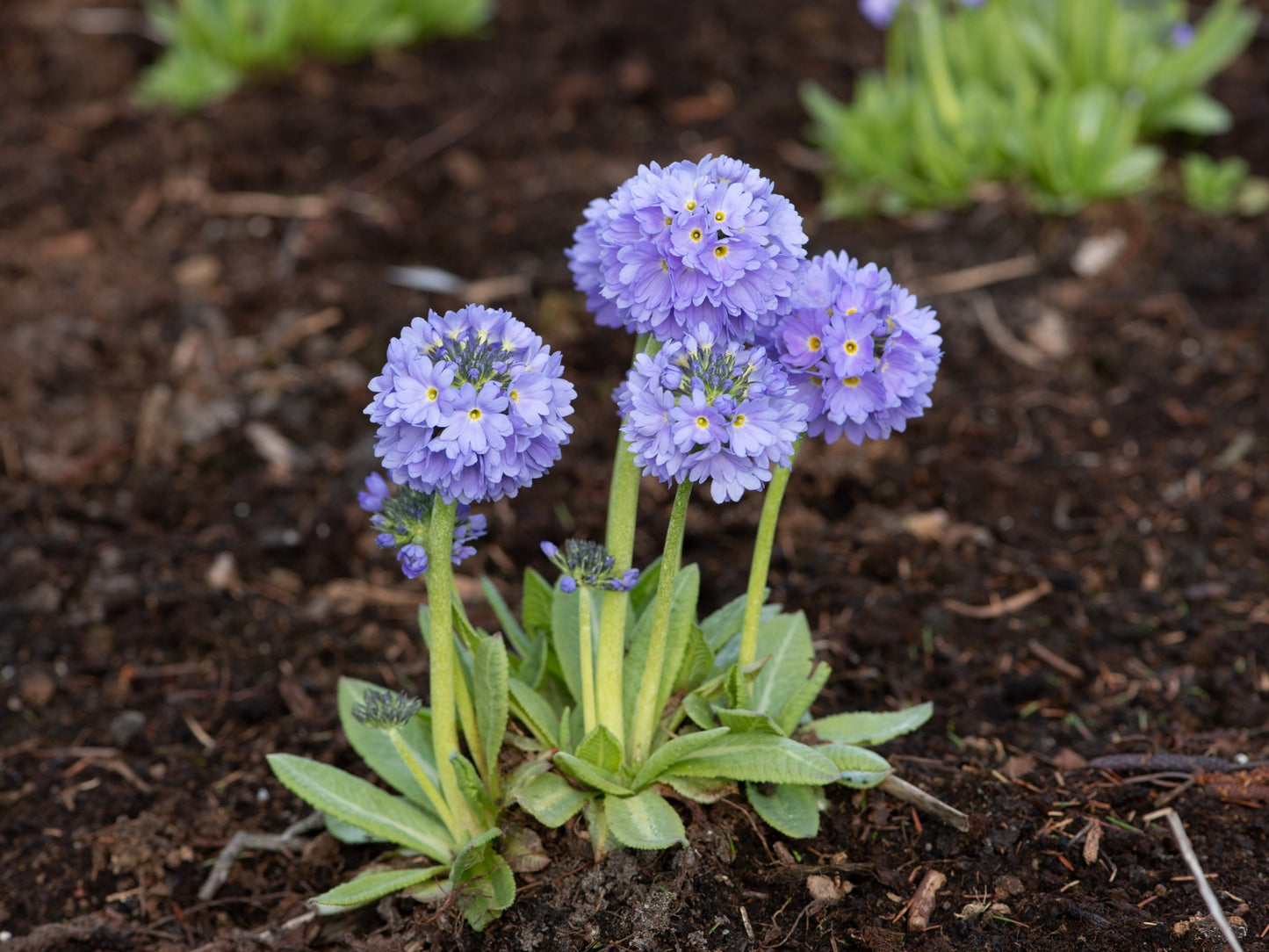 30 DRUMSTICK PRIMROSE MIX Primula Denticulata Mixed Colors Himalayan Moist Flower Seeds
