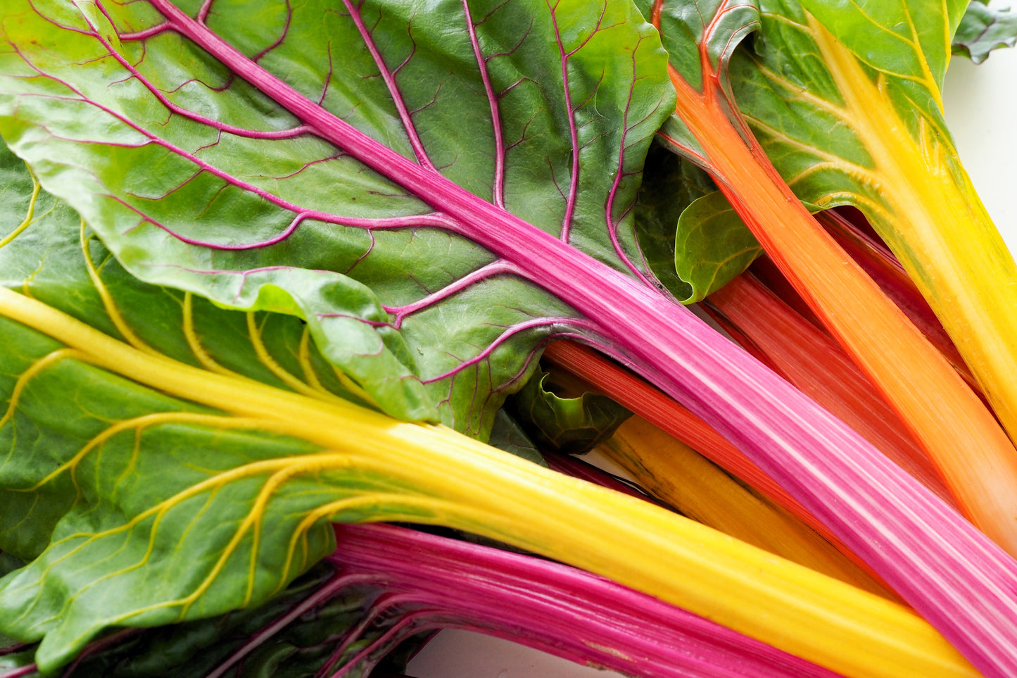 150 Mixed Colors NORTHERN LIGHTS  SWISS CHARD (Perpetual Spinach) Beta Vulgaris Cicla Vegetable Seeds